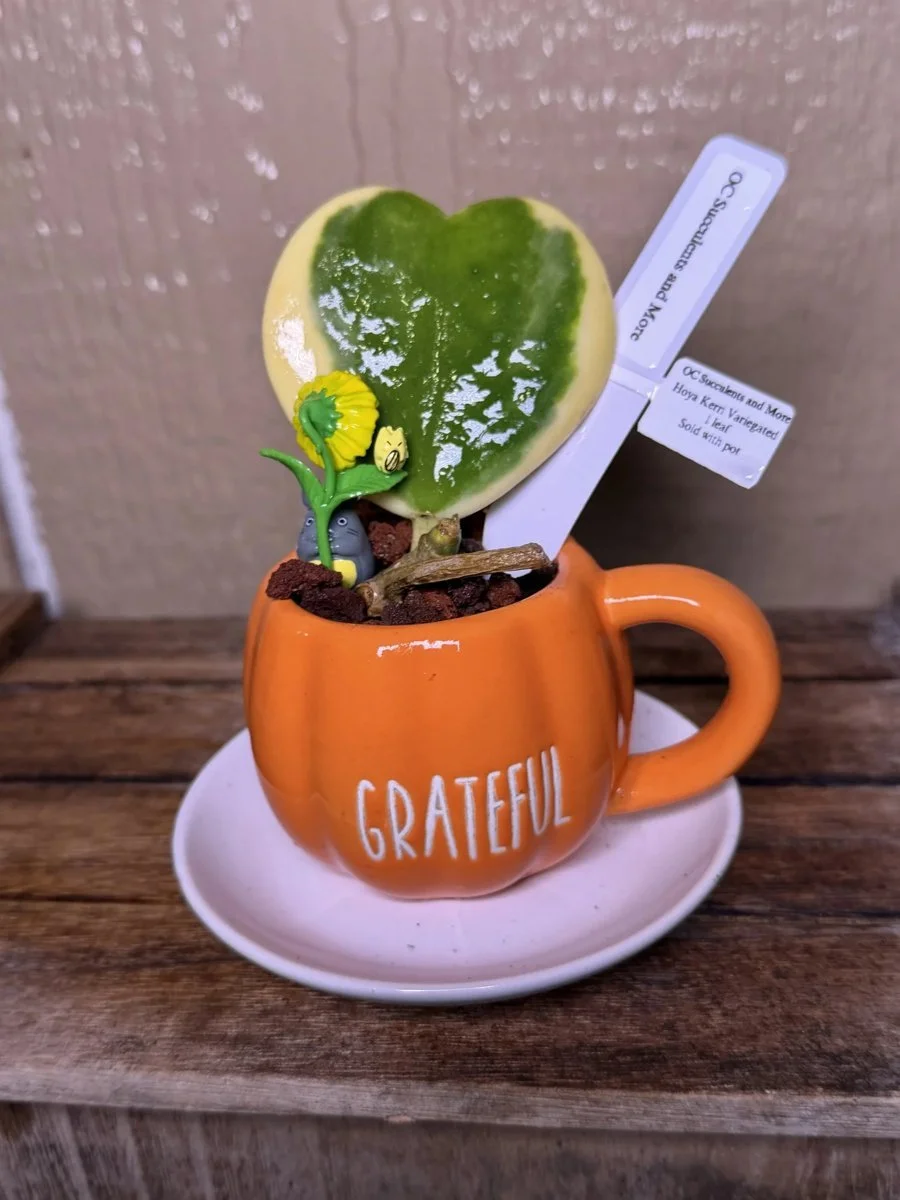Hoya Kerrii Variegated | Sweetheart Plant | Grateful Mug Set
