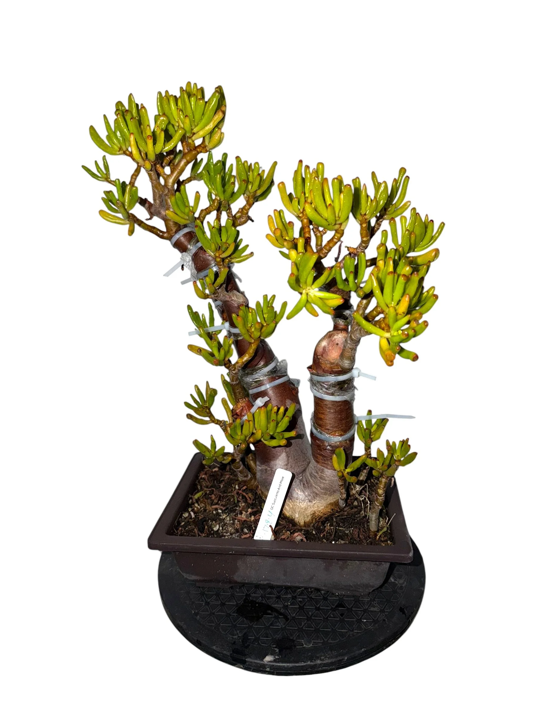 Crassula Ovata Gollum | Ogre Ears | Hobbit Jade