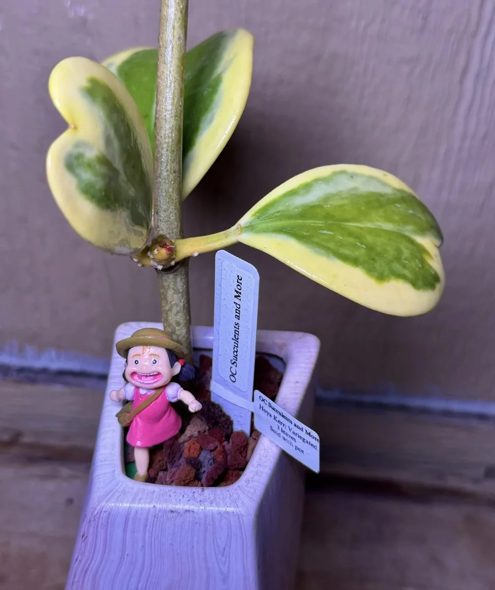 Hoya Kerrii Variegated | Sweetheart Plant | Lilac Vase Mei - view 5