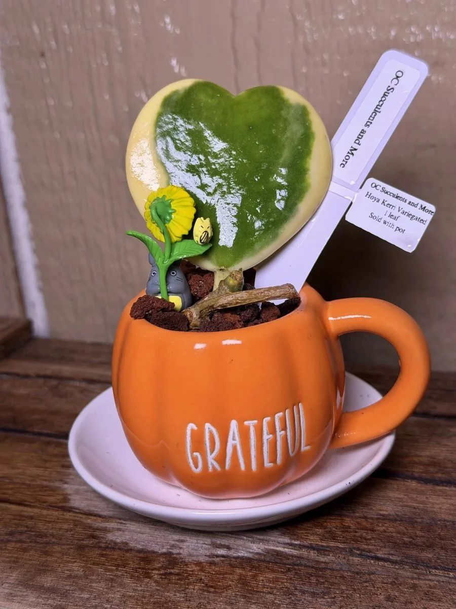 Hoya Kerrii Variegated | Sweetheart Plant | Grateful Mug Set - view 6