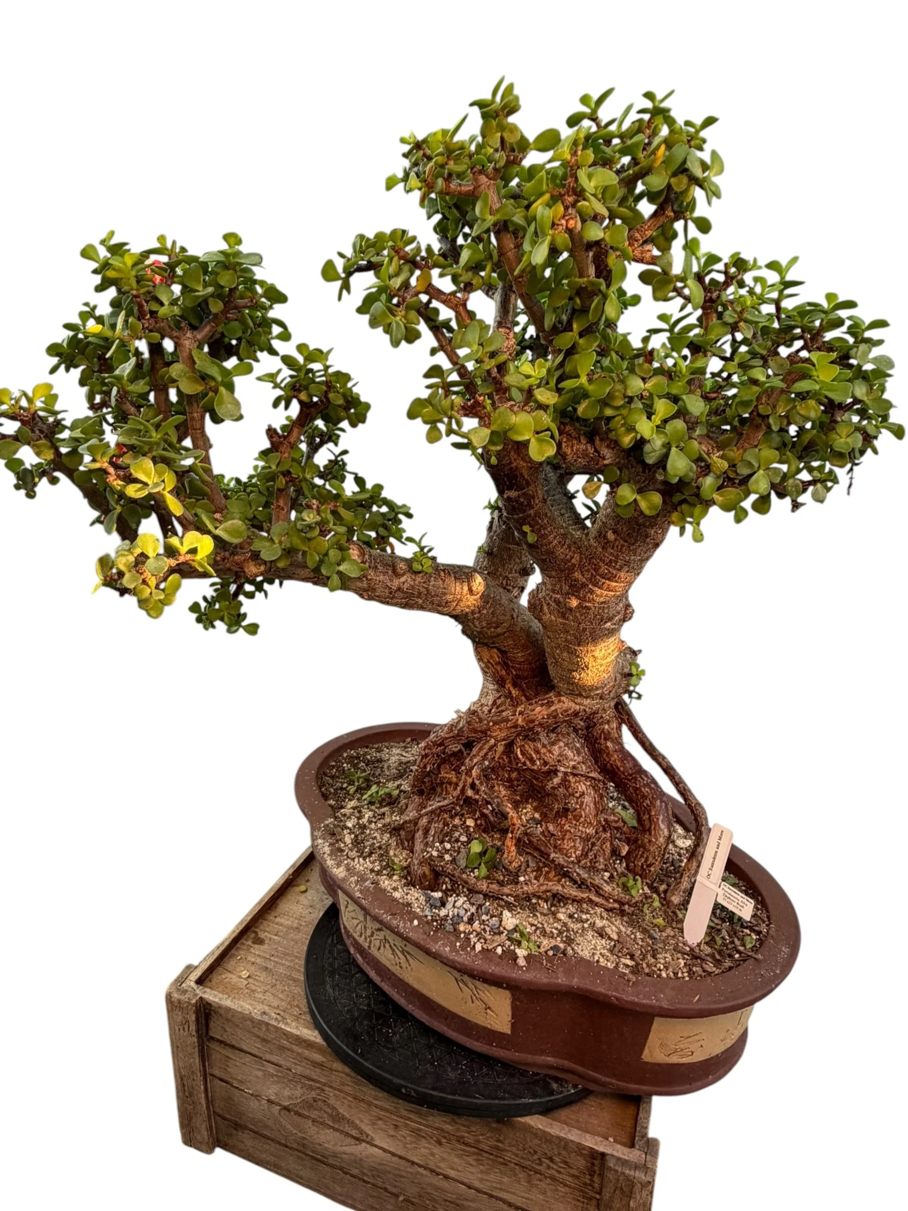 Live Portulacaria Afra | Elephant Bush Bonsai (34-inch) - view 4