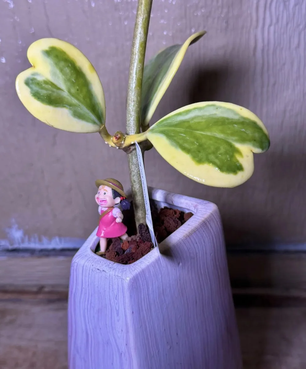 Hoya Kerrii Variegated | Sweetheart Plant | Lilac Vase Mei - view 4