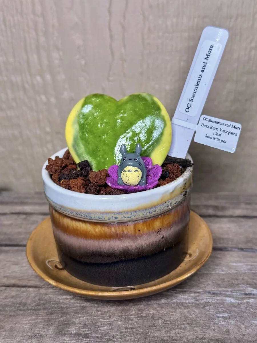 Hoya Kerrii Variegated | Sweetheart Plant | Amber Pot Totoro