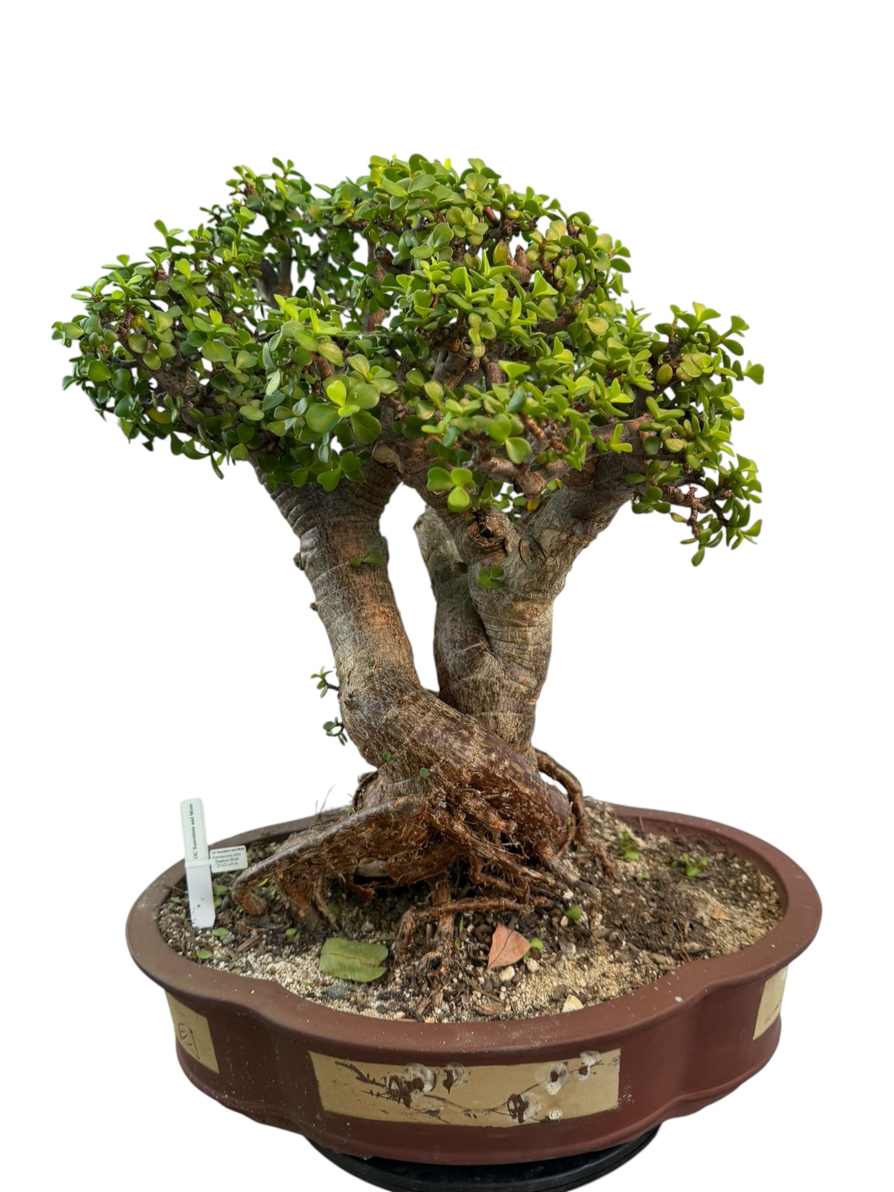 Live Portulacaria Afra | Elephant Bush Bonsai (34-inch) - view 5
