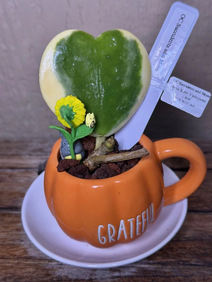 Hoya Kerrii Variegated | Sweetheart Plant | Grateful Mug Set - view 5