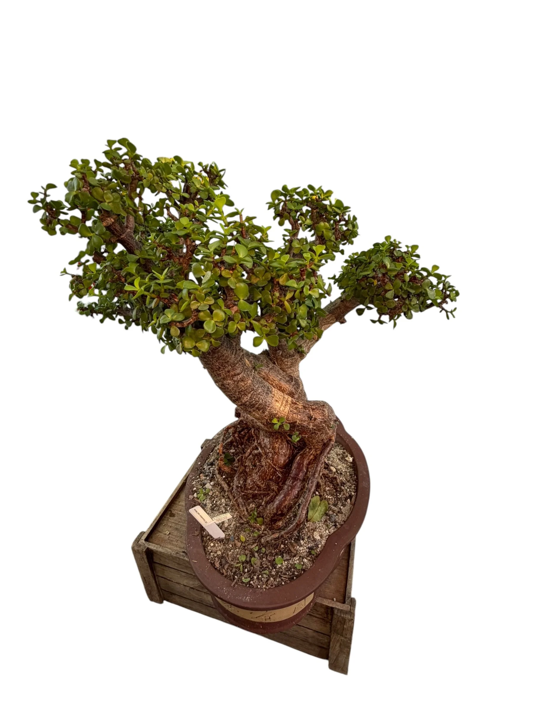 Live Portulacaria Afra | Elephant Bush Bonsai (34-inch) - view 2
