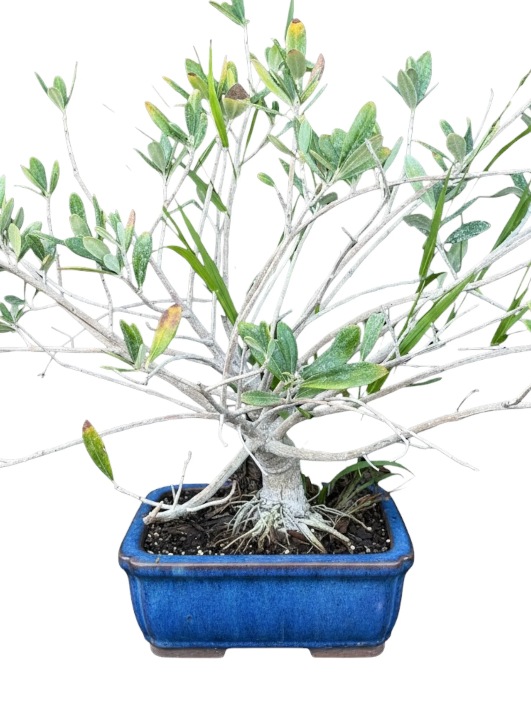 Rare Little Ollie Olive Bonsai Tree- Olea Europaea Tree