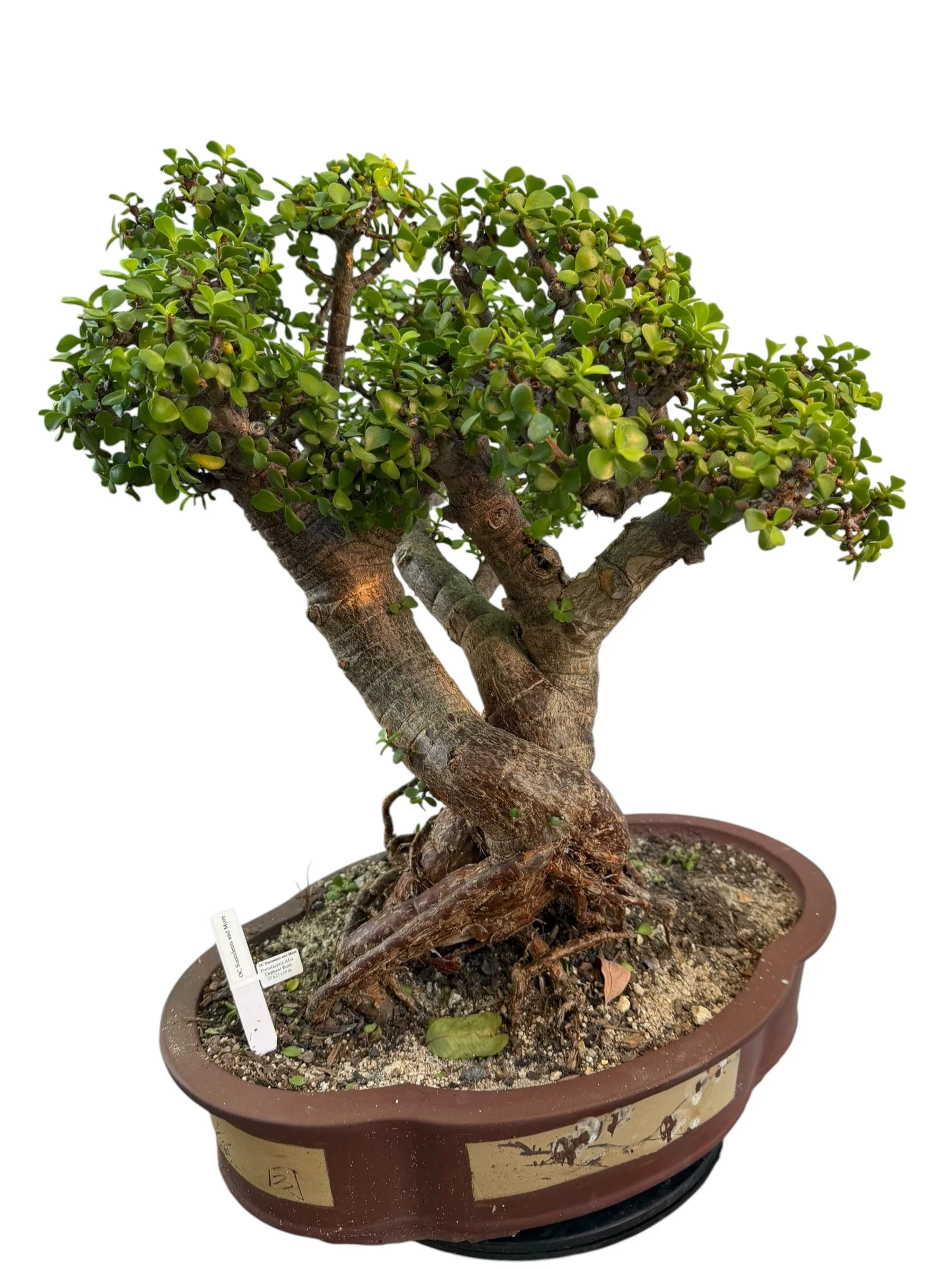 Live Portulacaria Afra | Elephant Bush Bonsai (34-inch) - view 15