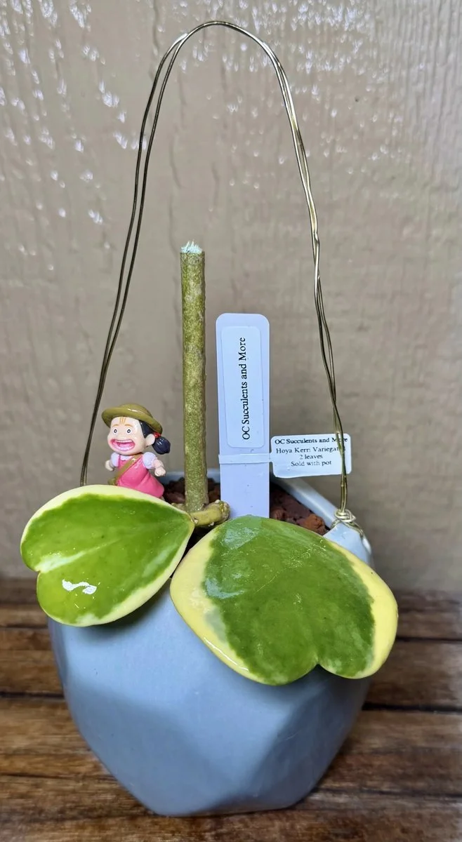 Hoya Kerrii Variegated | Sweetheart Plant | Hanging Pot Mei