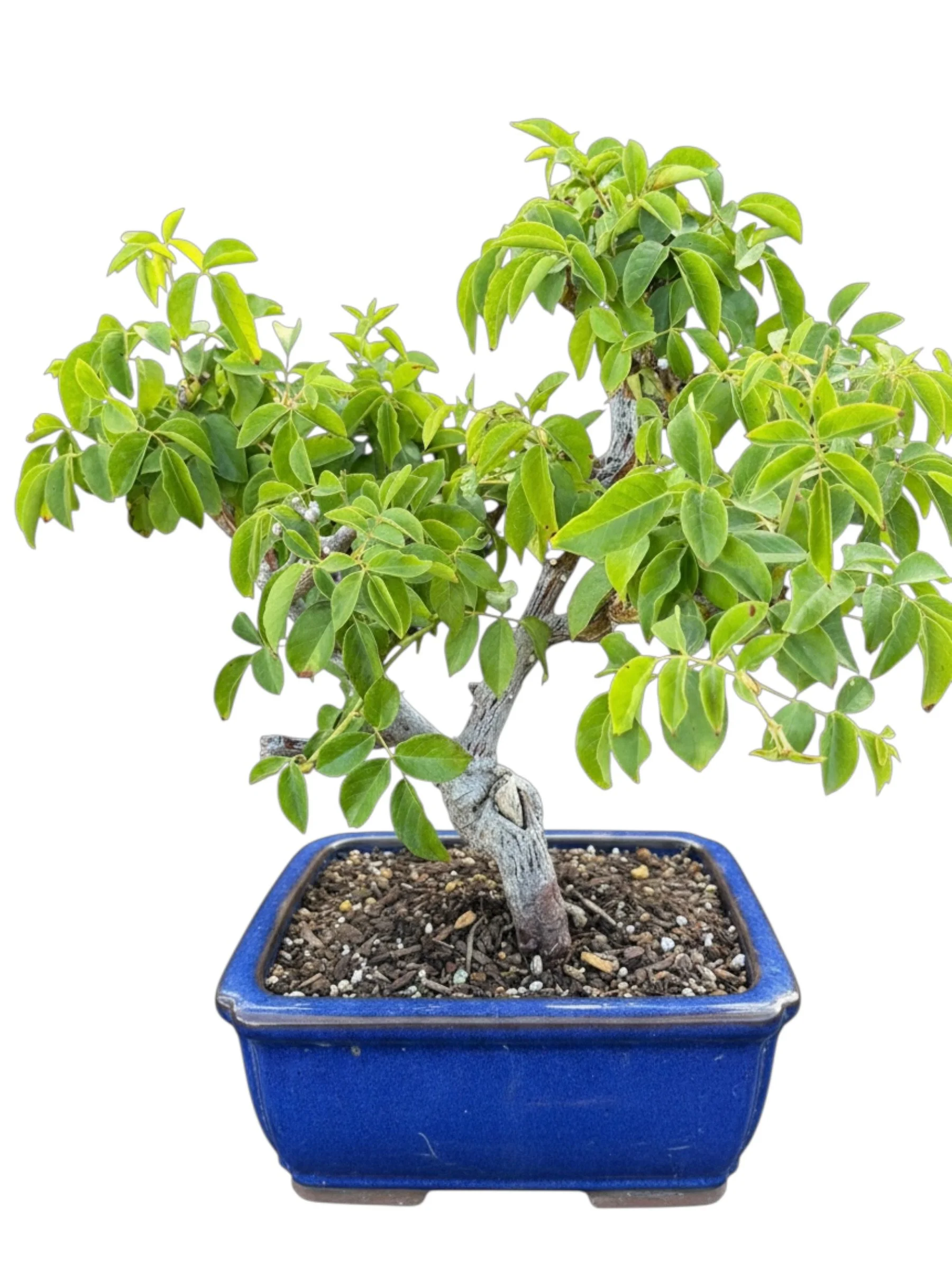 Mature Live Rose Bonsai Shrub- Rose Bonsai Tree