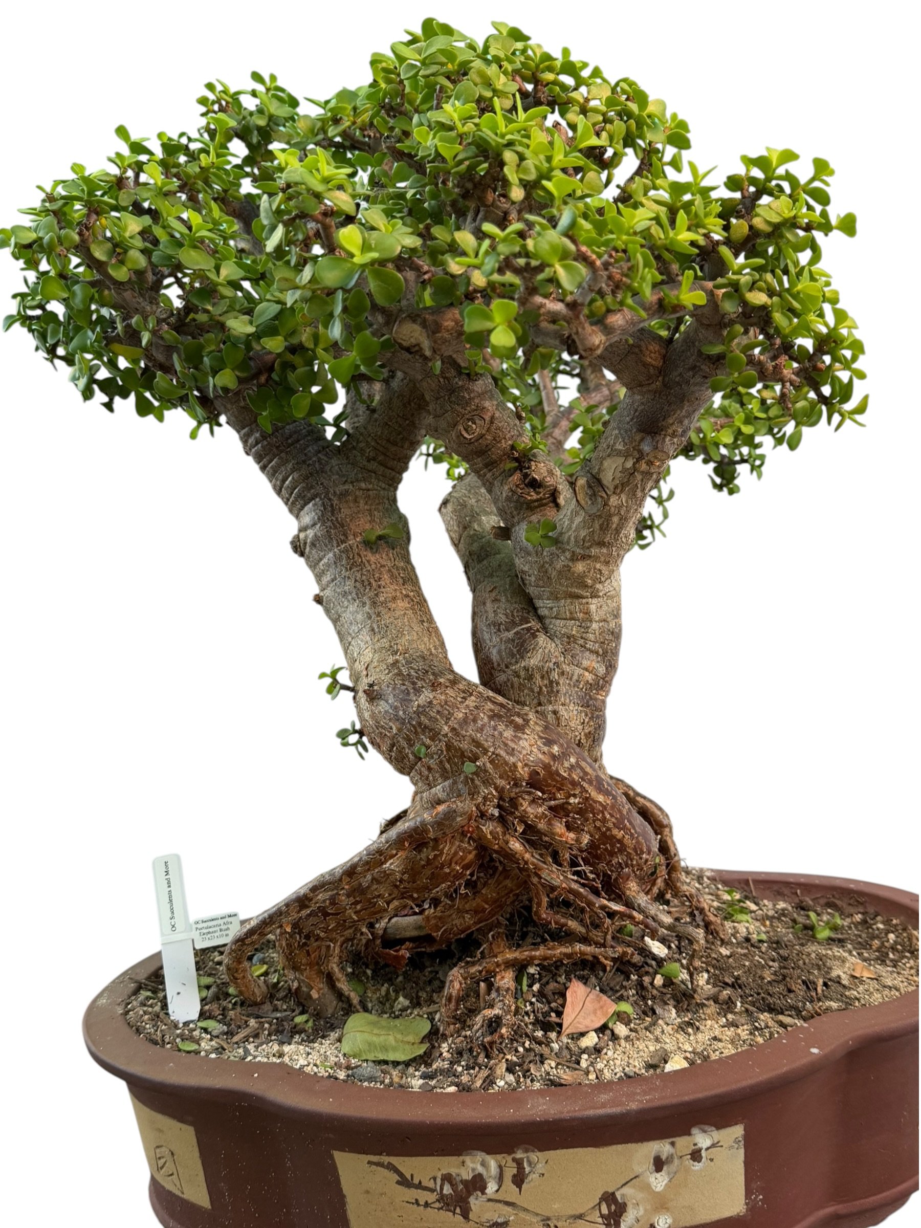 Live Portulacaria Afra | Elephant Bush Bonsai (34-inch) - view 8