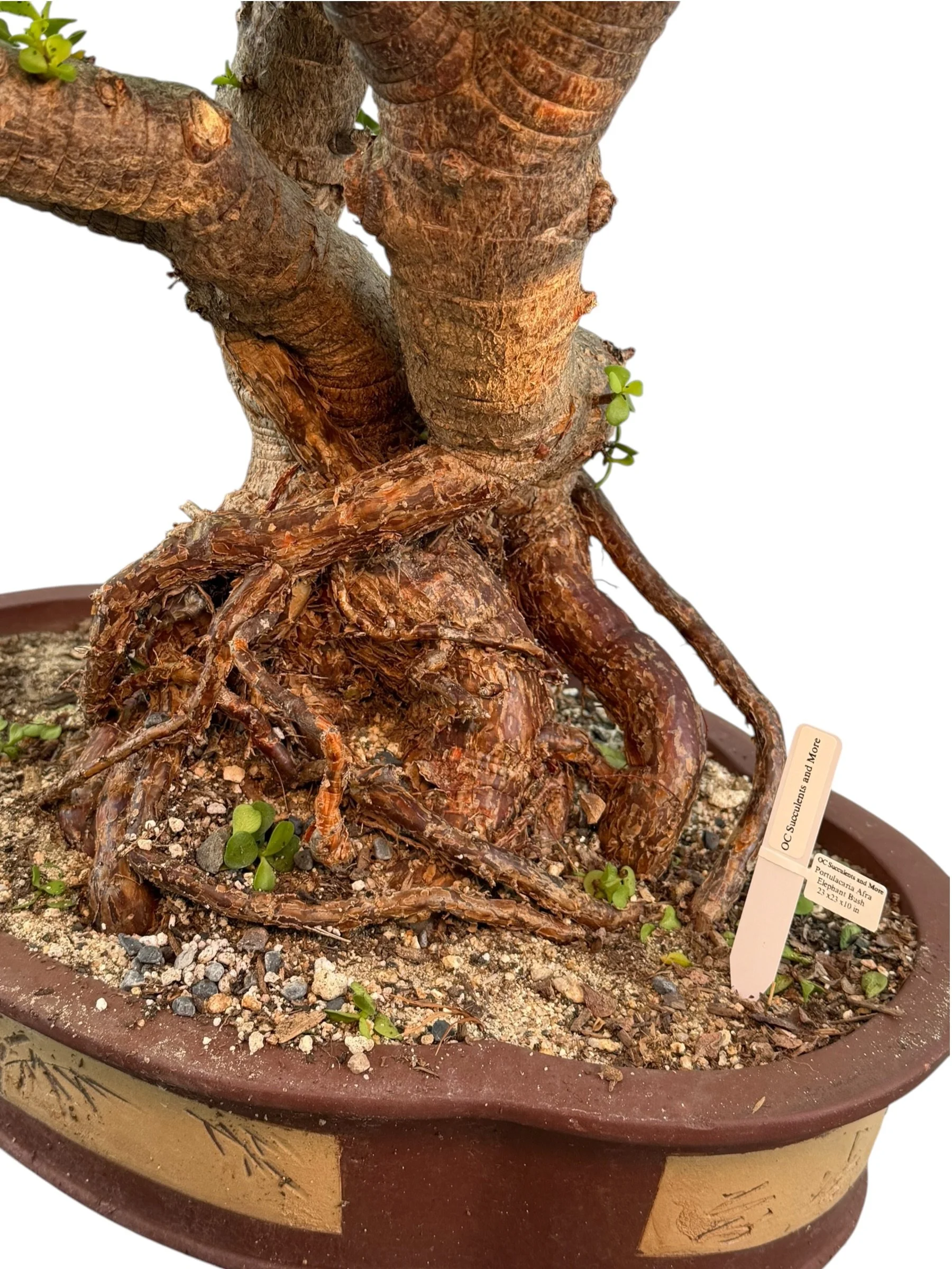 Live Portulacaria Afra | Elephant Bush Bonsai (34-inch) - view 16