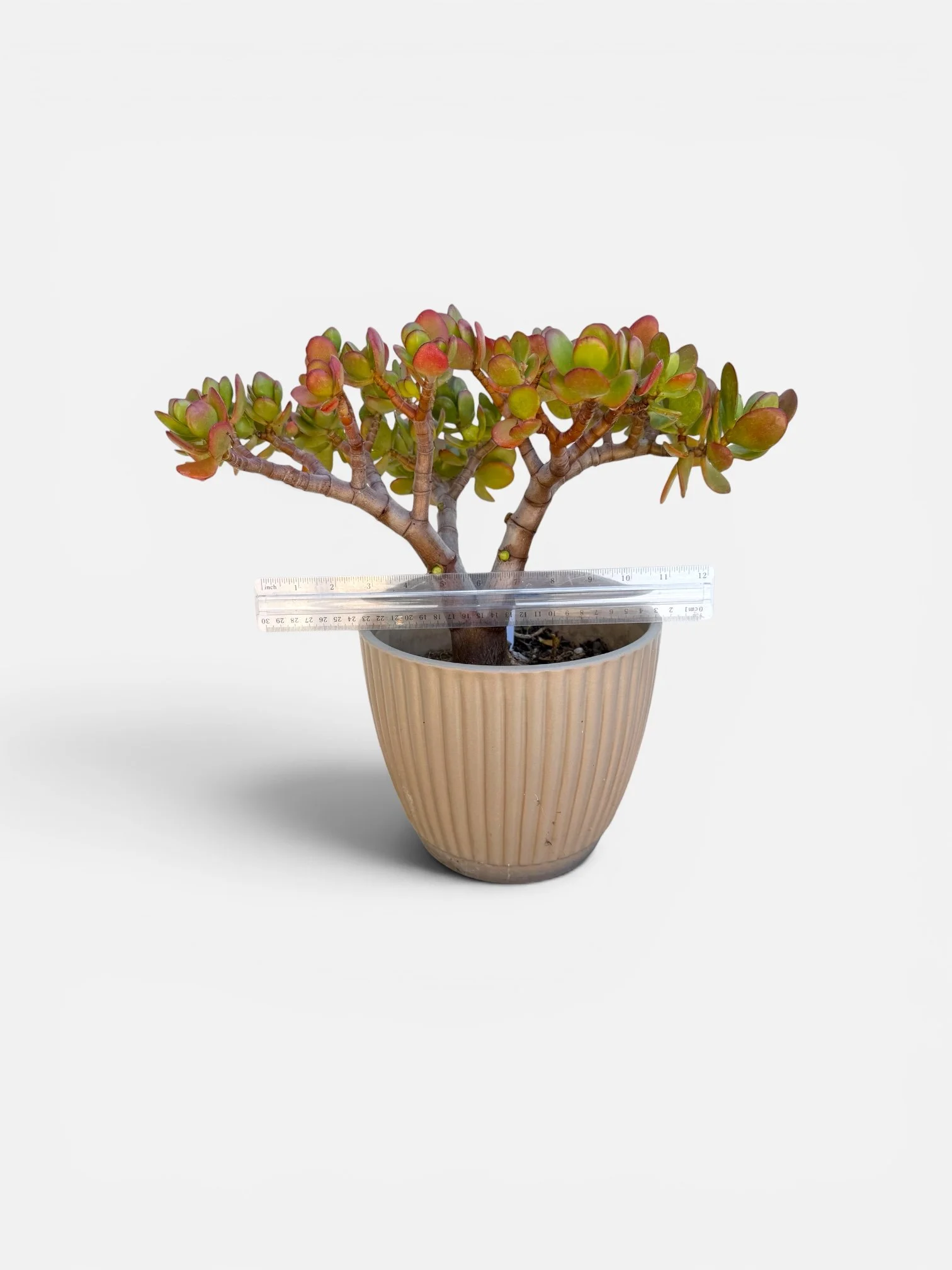 Crassula ovata 'Botany Bay' Bonsai Tree — Feng Shui Money Plant - view 3