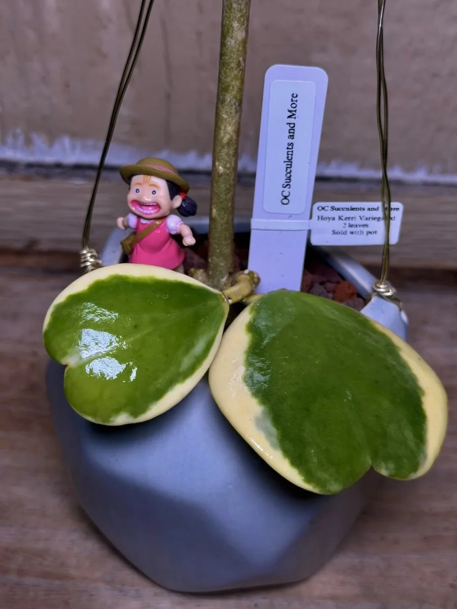 Hoya Kerrii Variegated | Sweetheart Plant | Hanging Pot Mei - view 4
