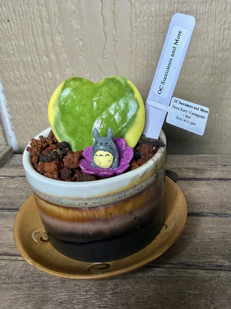 Hoya Kerrii Variegated | Sweetheart Plant | Amber Pot Totoro - view 3