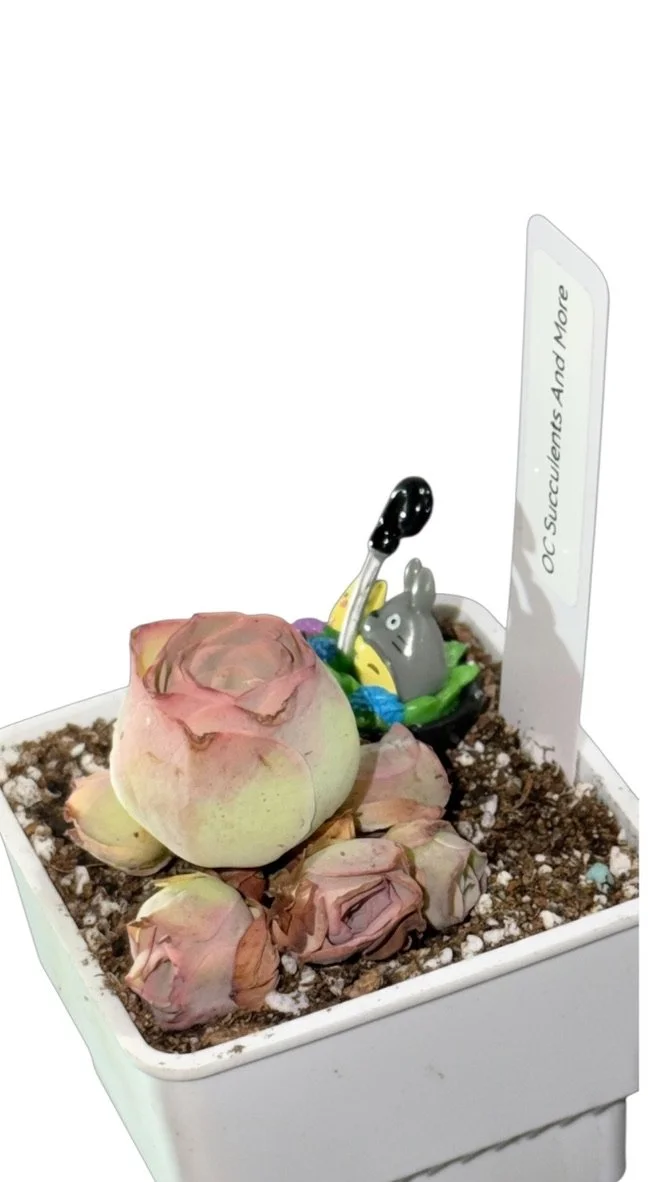 Rare Mountain Rose | Rare Greenovia Aureum | Rare Aeonium Aurea