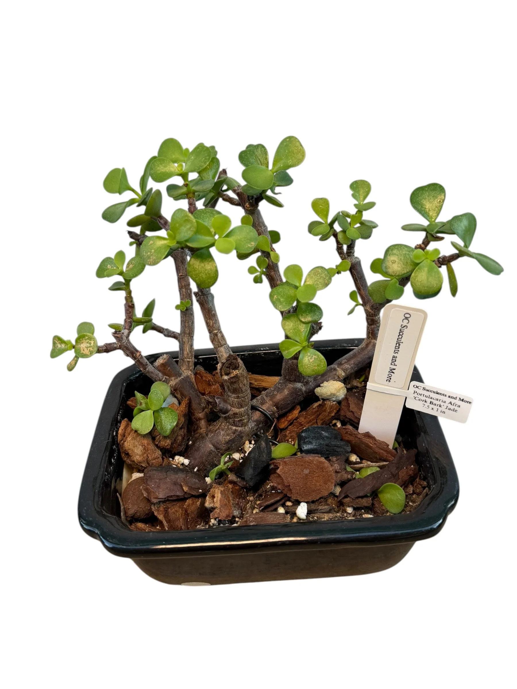 Portulacaria Afra | Elephant Bush Bonsai | Multi-Trunk - view 5