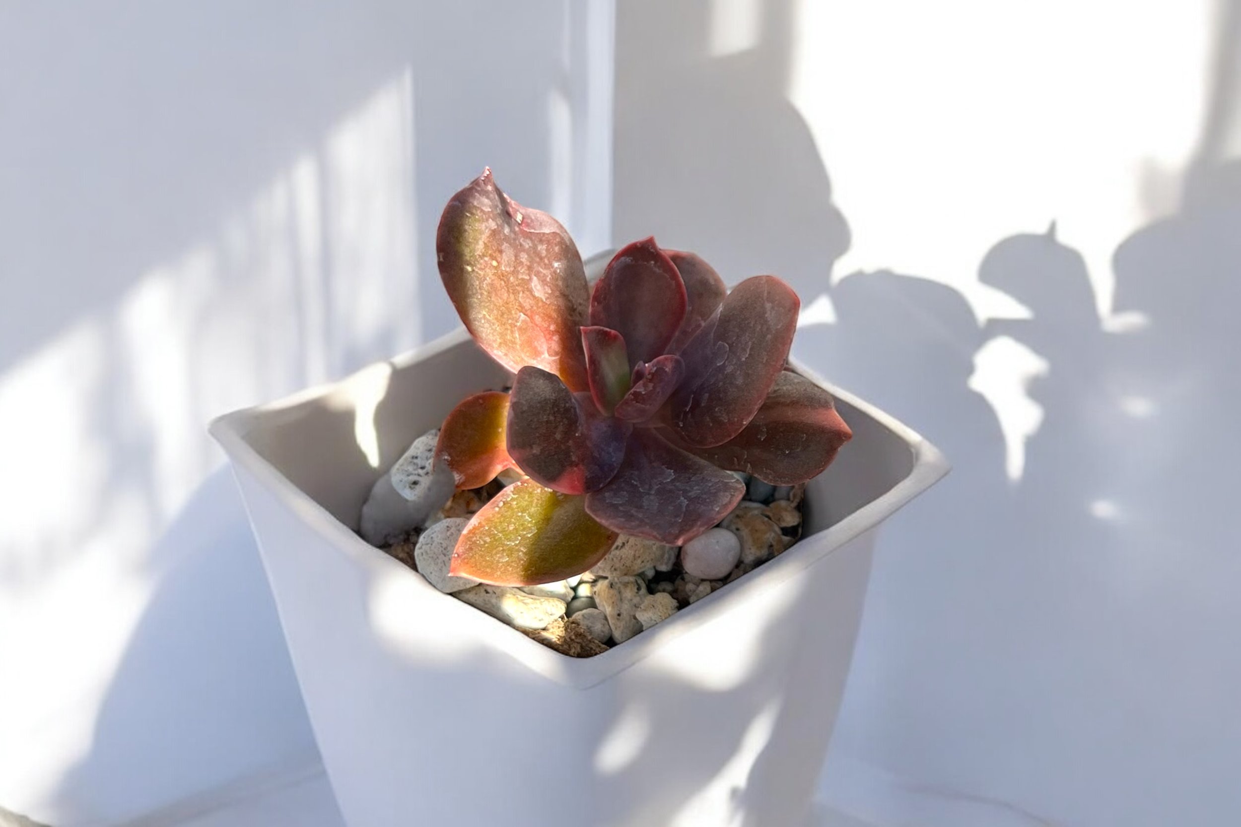Photoroom_20240818_233333.jpg