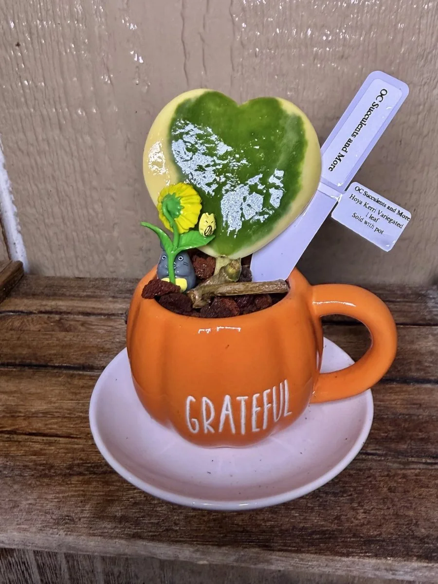 Hoya Kerrii Variegated | Sweetheart Plant | Grateful Mug Set - view 2