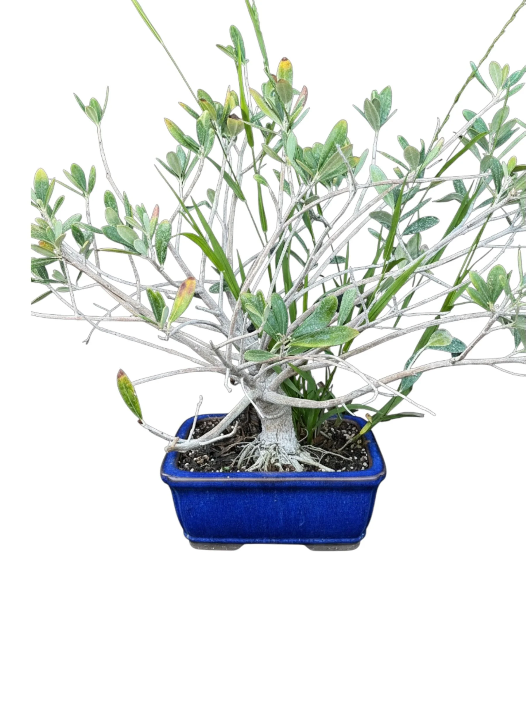 Rare Little Ollie Olive Bonsai Tree- Olea Europaea Tree - view 2
