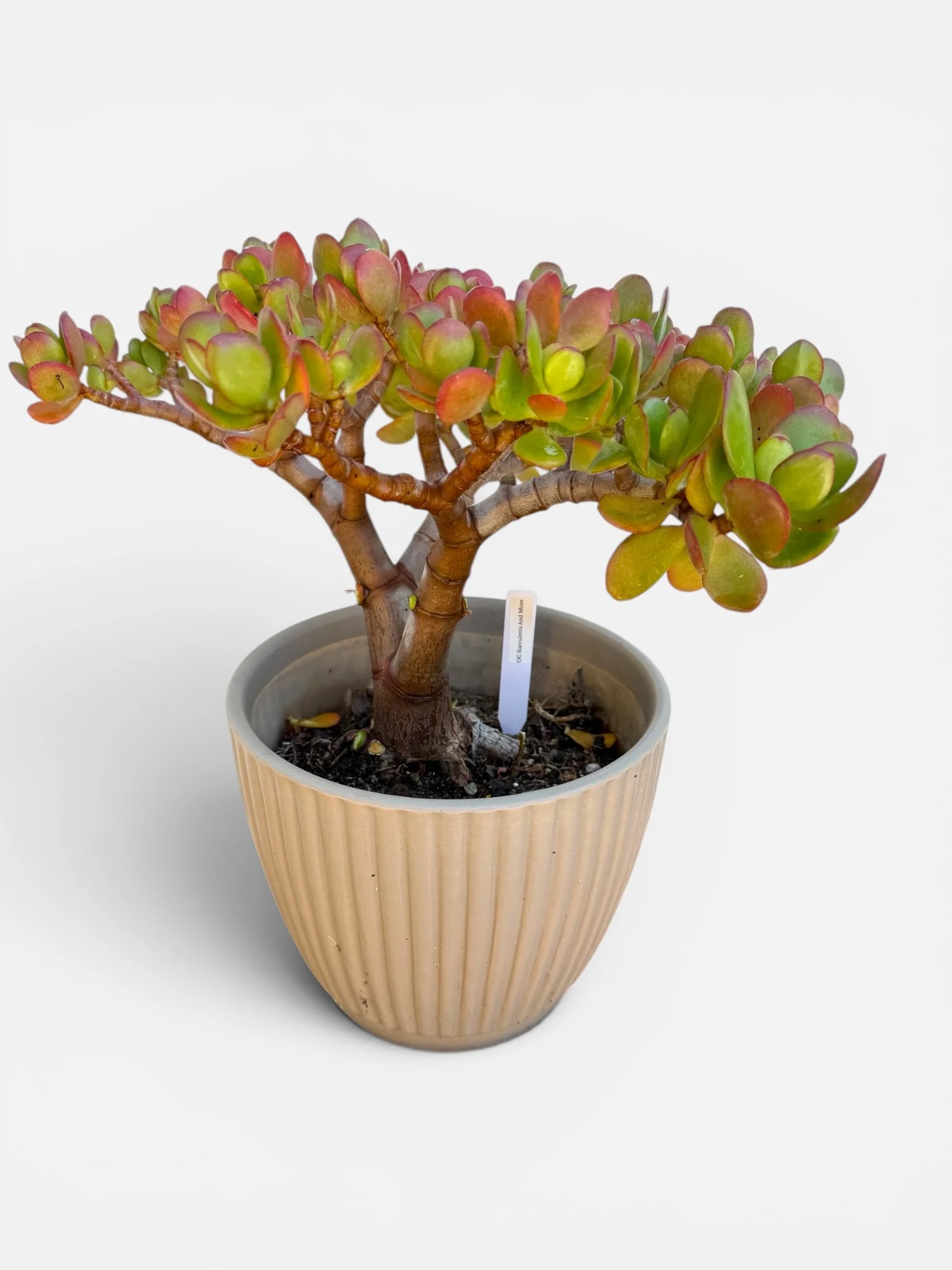 Crassula ovata 'Botany Bay' Bonsai Tree — Feng Shui Money Plant - view 4