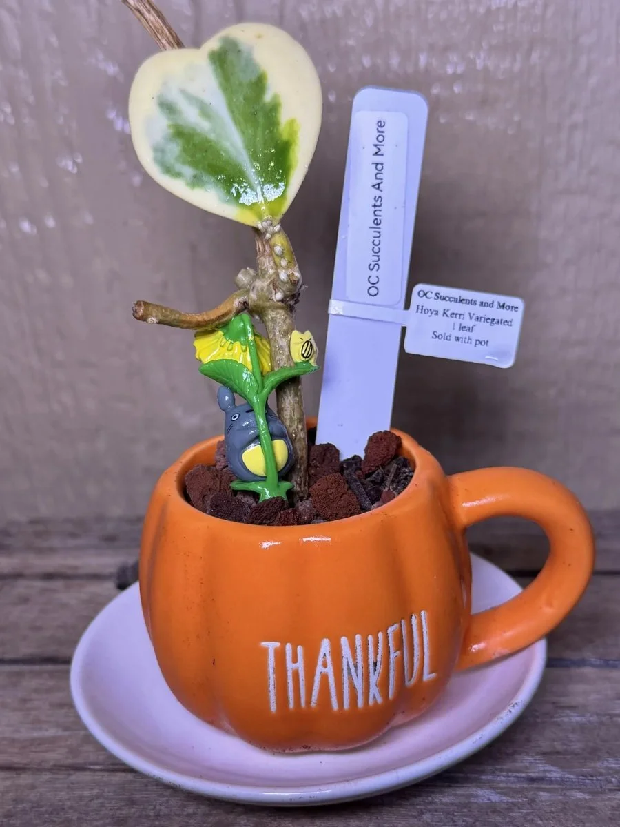 Hoya Kerrii Variegated | Sweetheart Plant | Thankful Mug Set - view 4