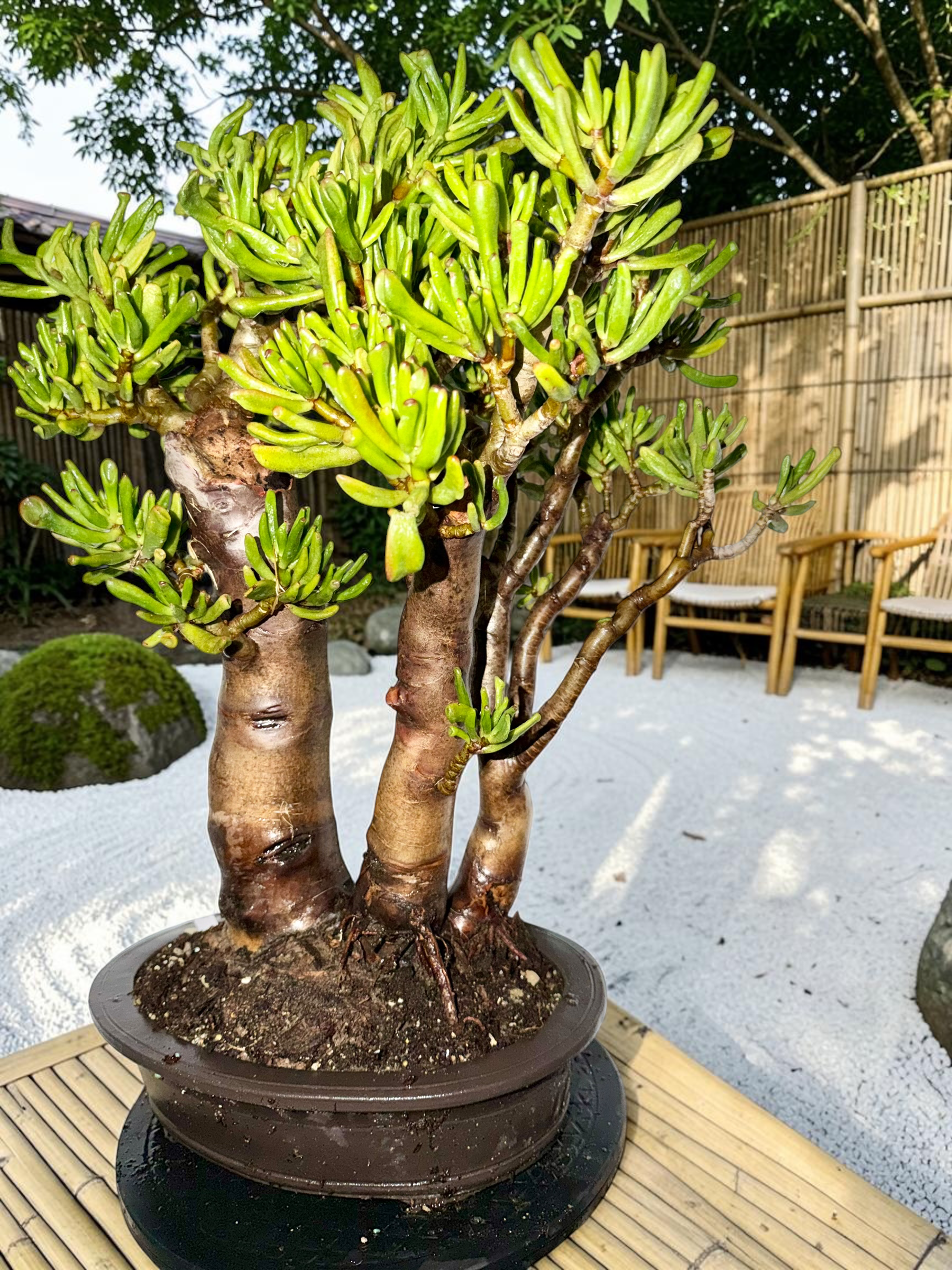 Crassula Argentea Gollum | Hobbit Jade | Gollum Jade
