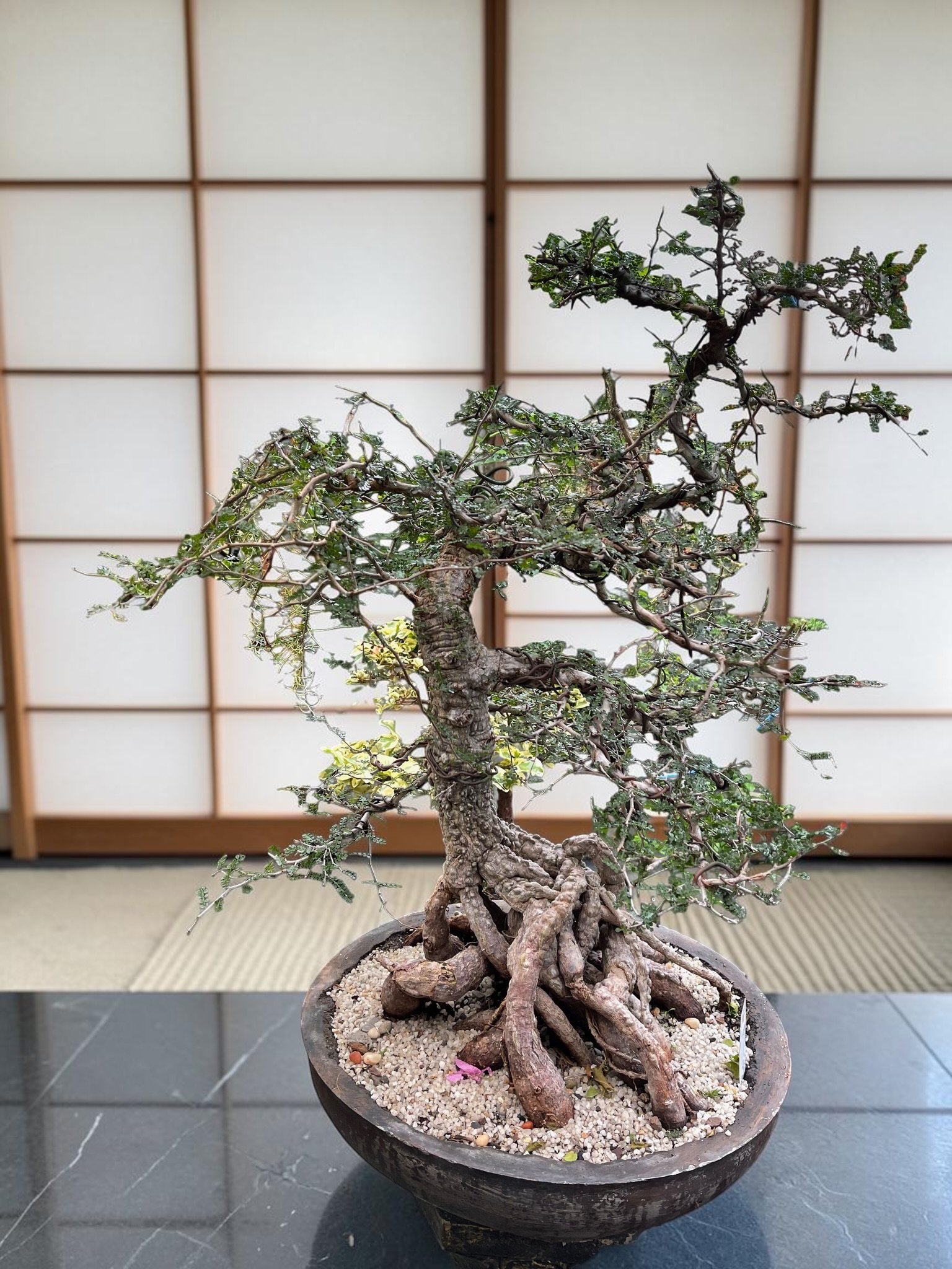 Madagascar elephant bonsai tree -Operculicarya decaryii, by OC Succulents and More