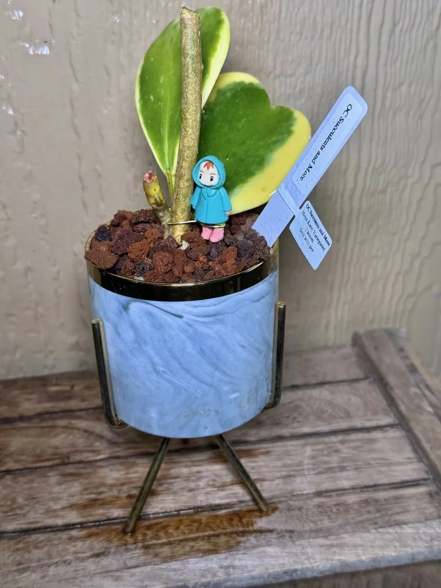 Hoya Kerrii Variegated | Sweetheart Plant | Marble Pot Ponyo - view 3