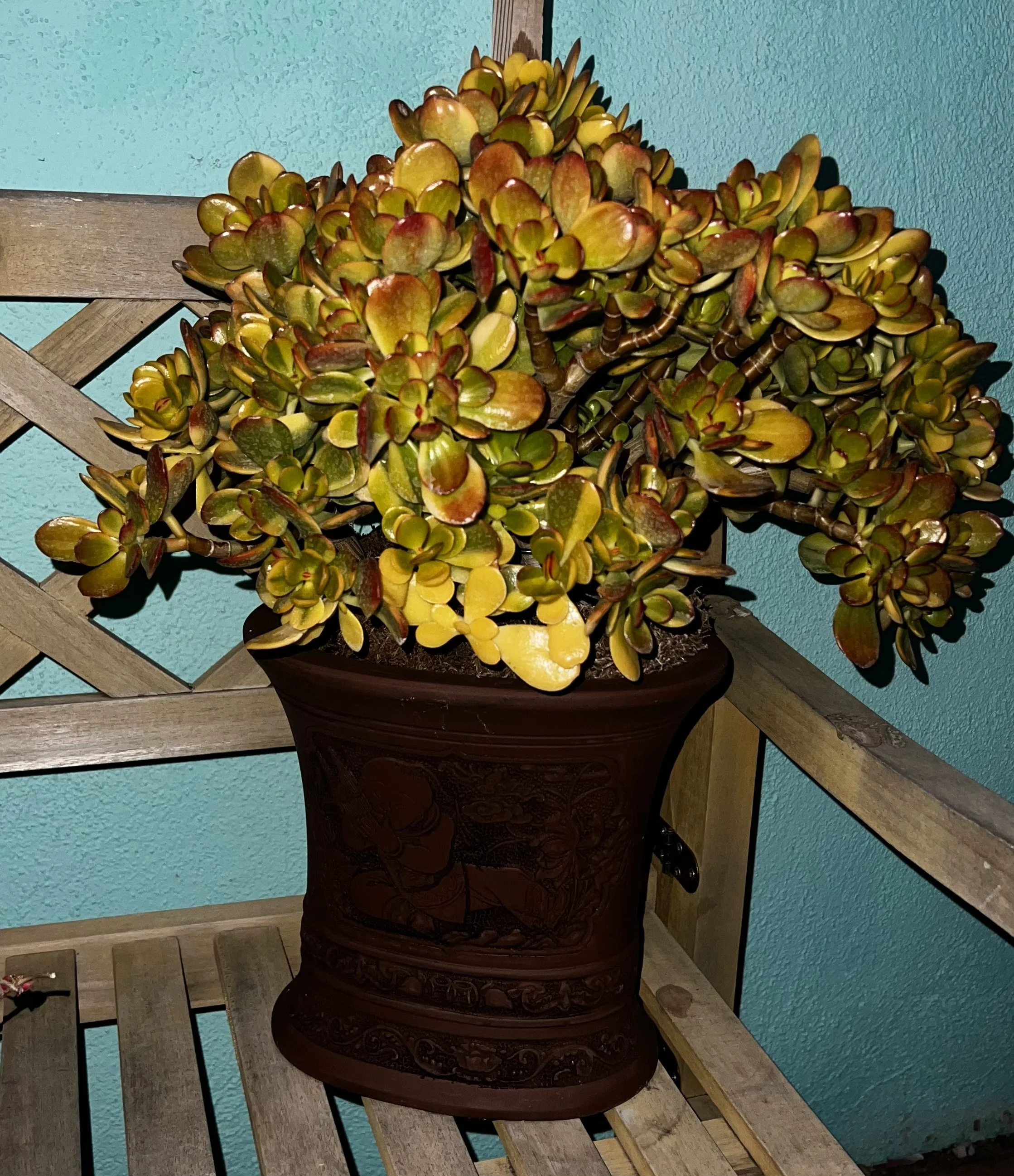 Crassula Ovata Lemon and Lime | Variegated Jade