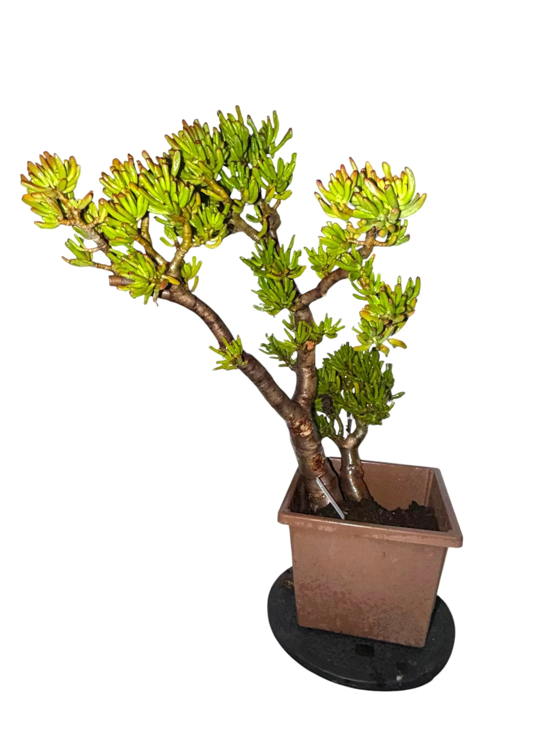 Crassula Ovata Gollum | Finger Jade | Windswept Bonsai