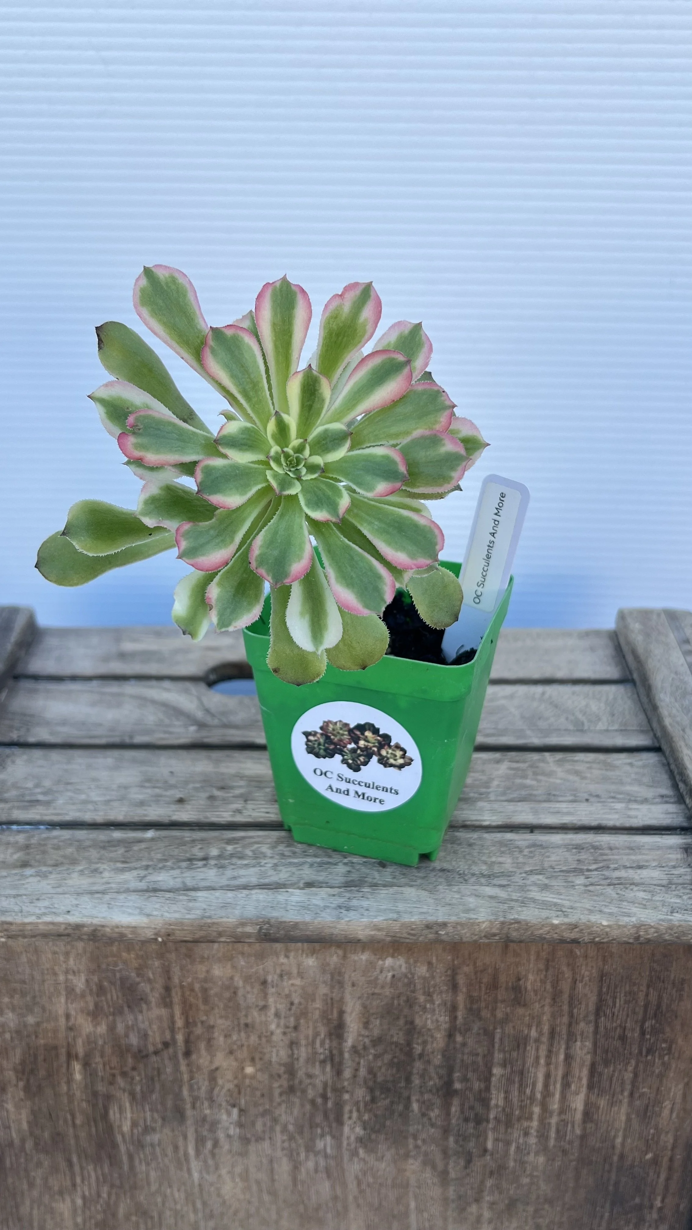 Aeonium Arboretum  Variegated| Korea Succulent  | Unique & Rare Varieties