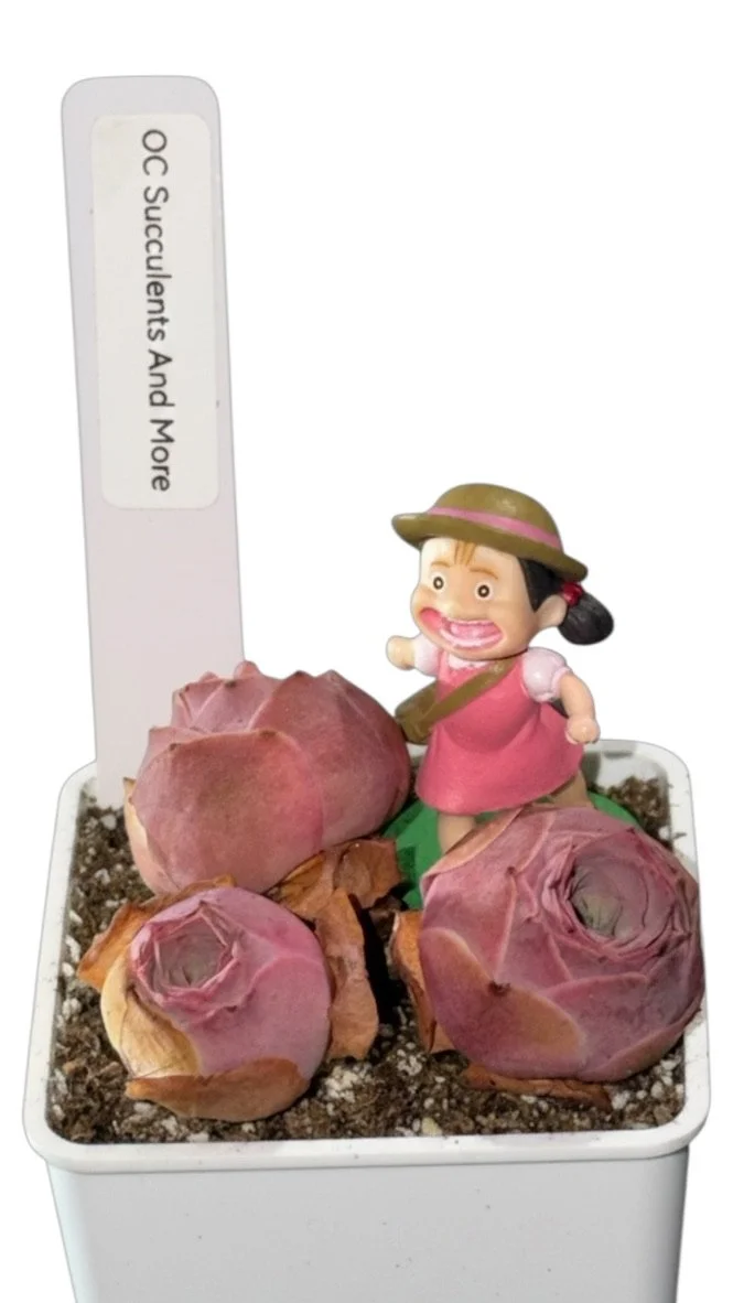 Mountain Rose  Succulent | Greenovia Aureum Succulent | Aeonium Aurea Succulent