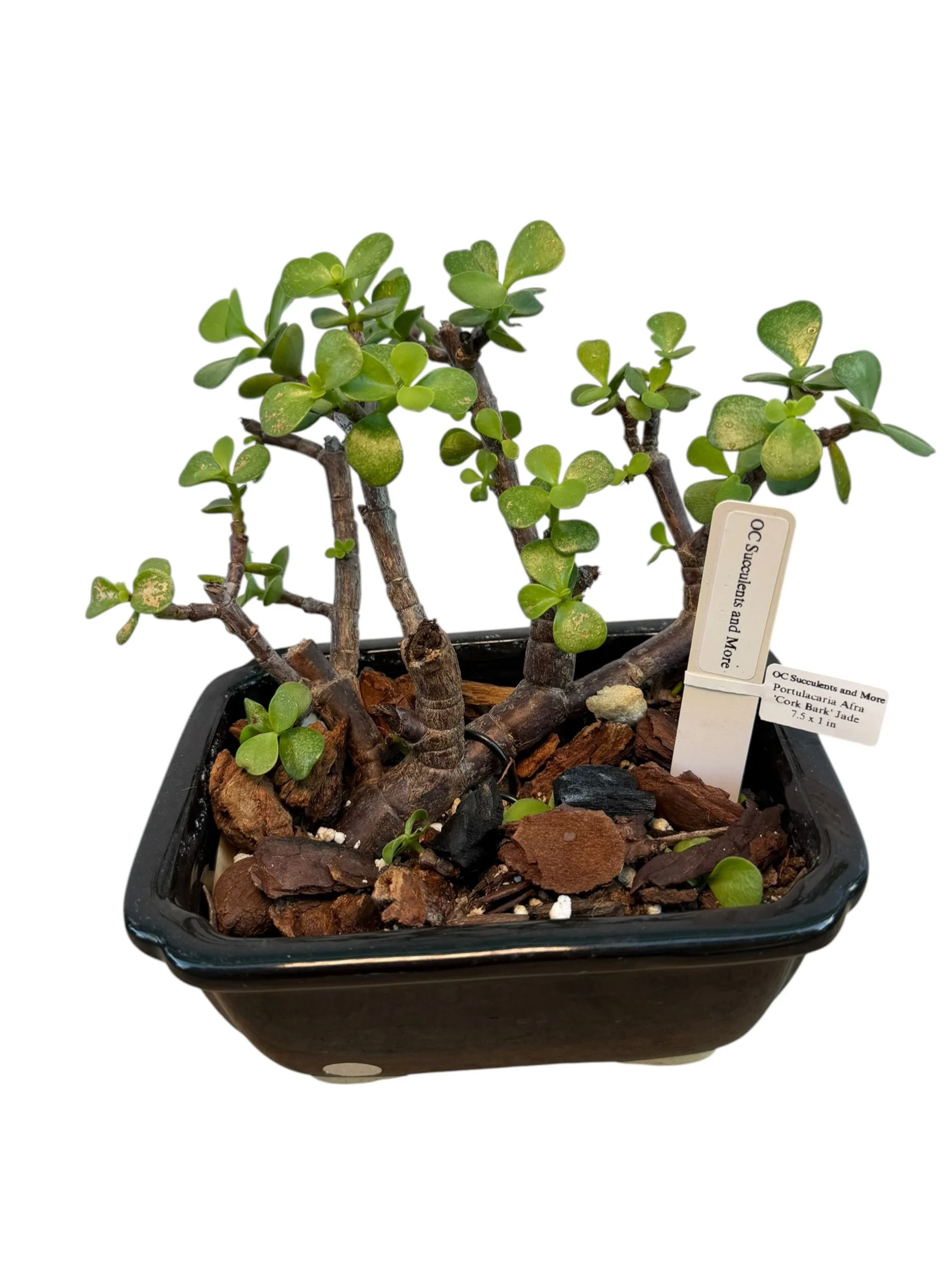Portulacaria Afra | Elephant Bush Bonsai | Multi-Trunk - view 2