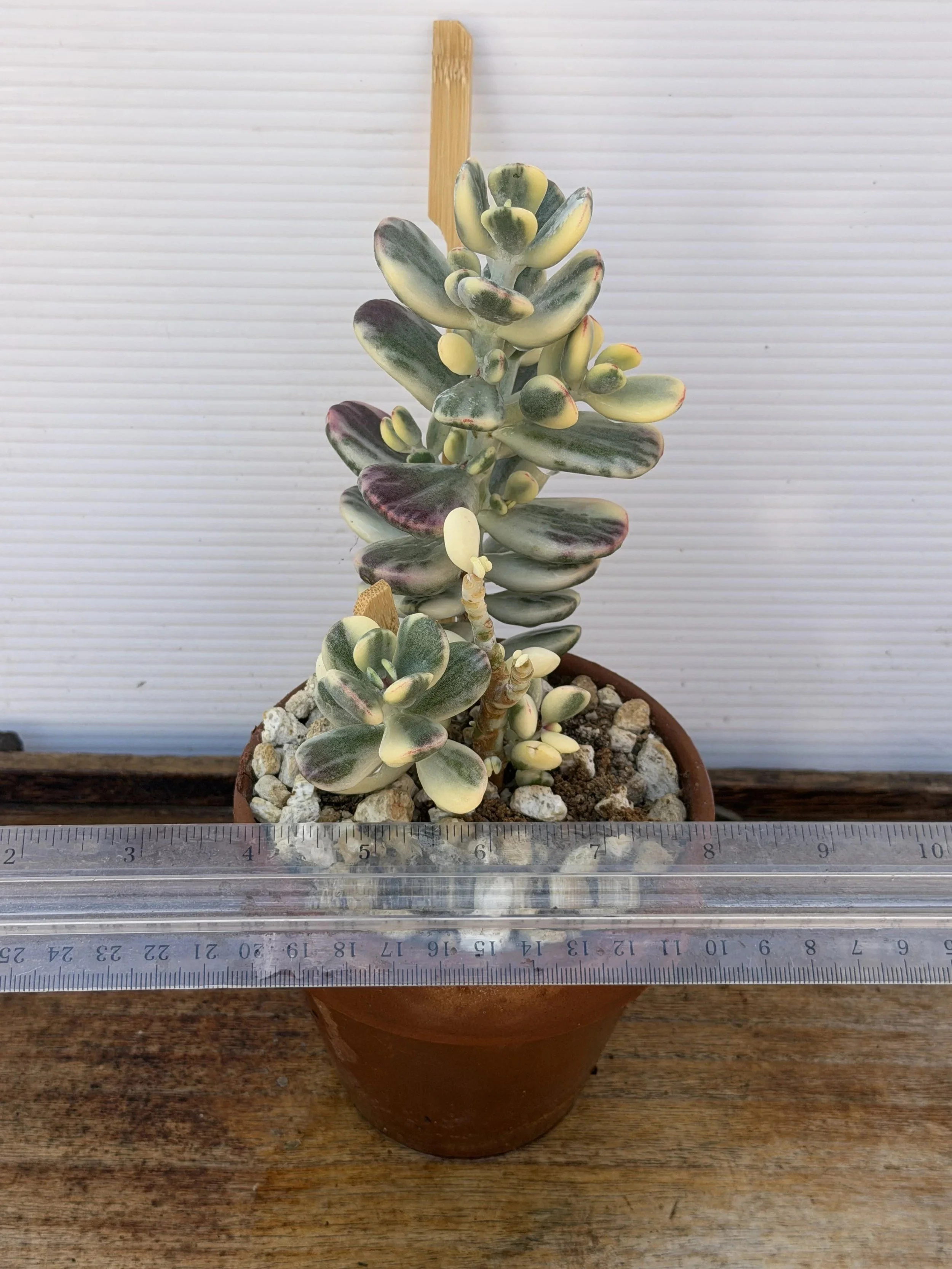 Cotyledon orbiculata cv. Variegata — Rare Korean Import