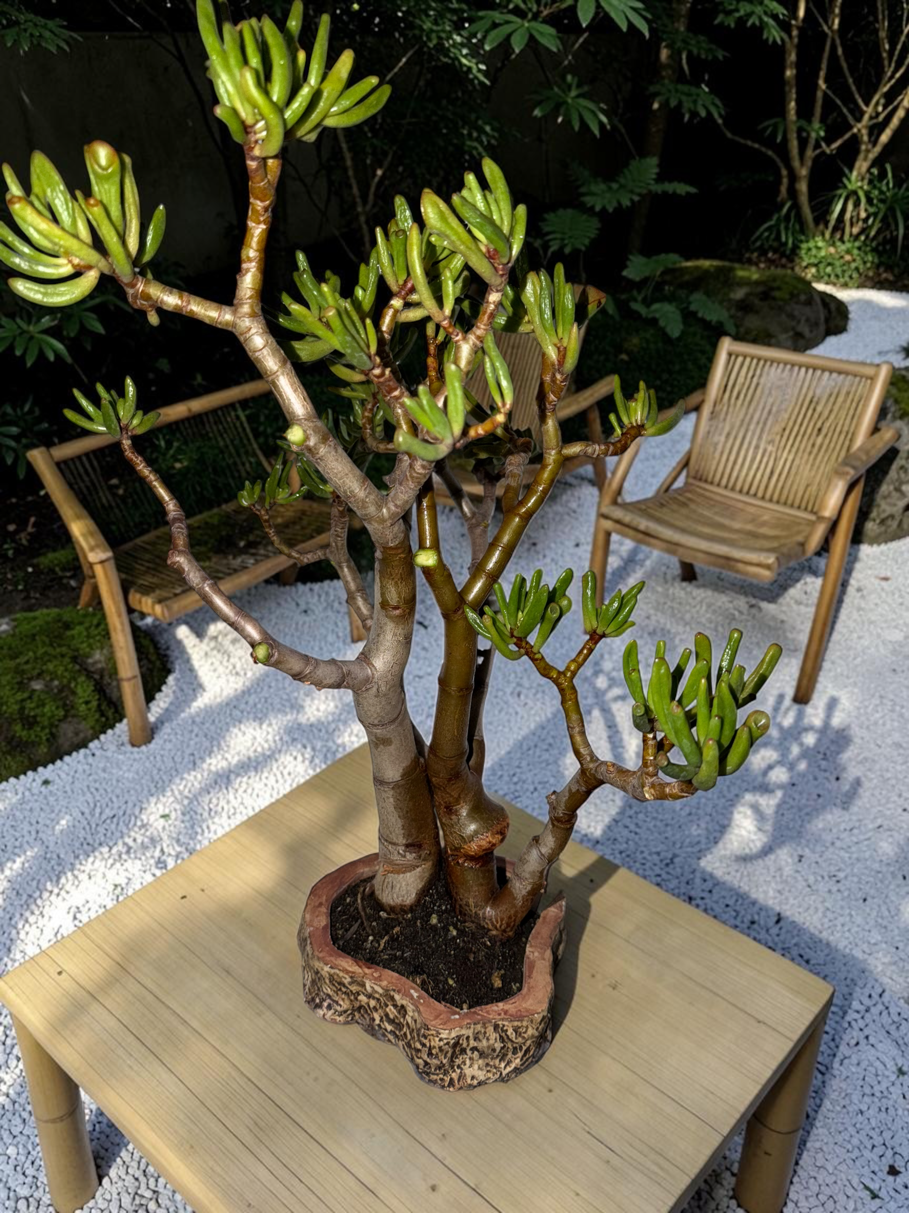 IMG_6564-Photoroom.PNG