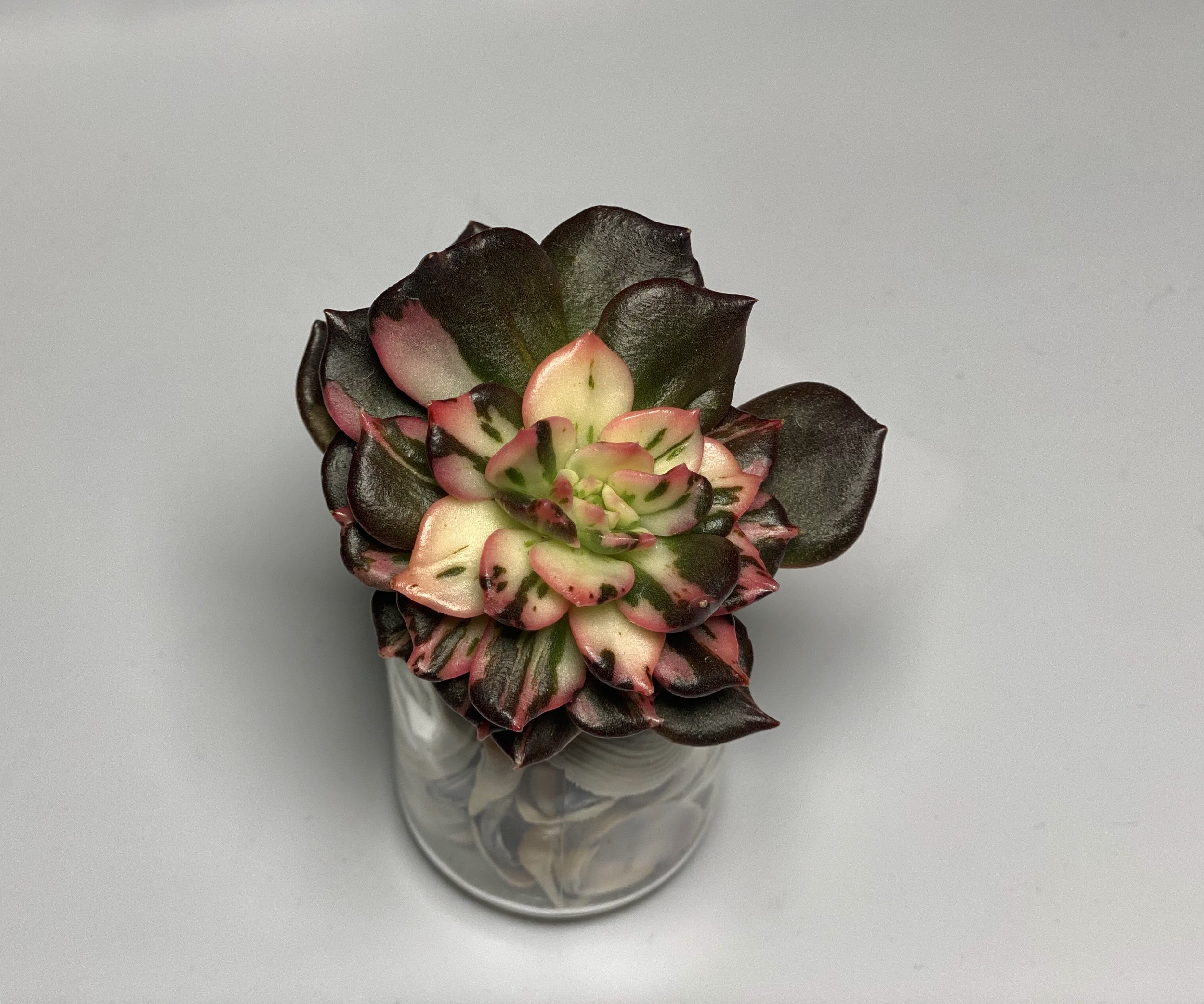 Echeveria Black Prince Variegated/Mutated- OC Succulents And More