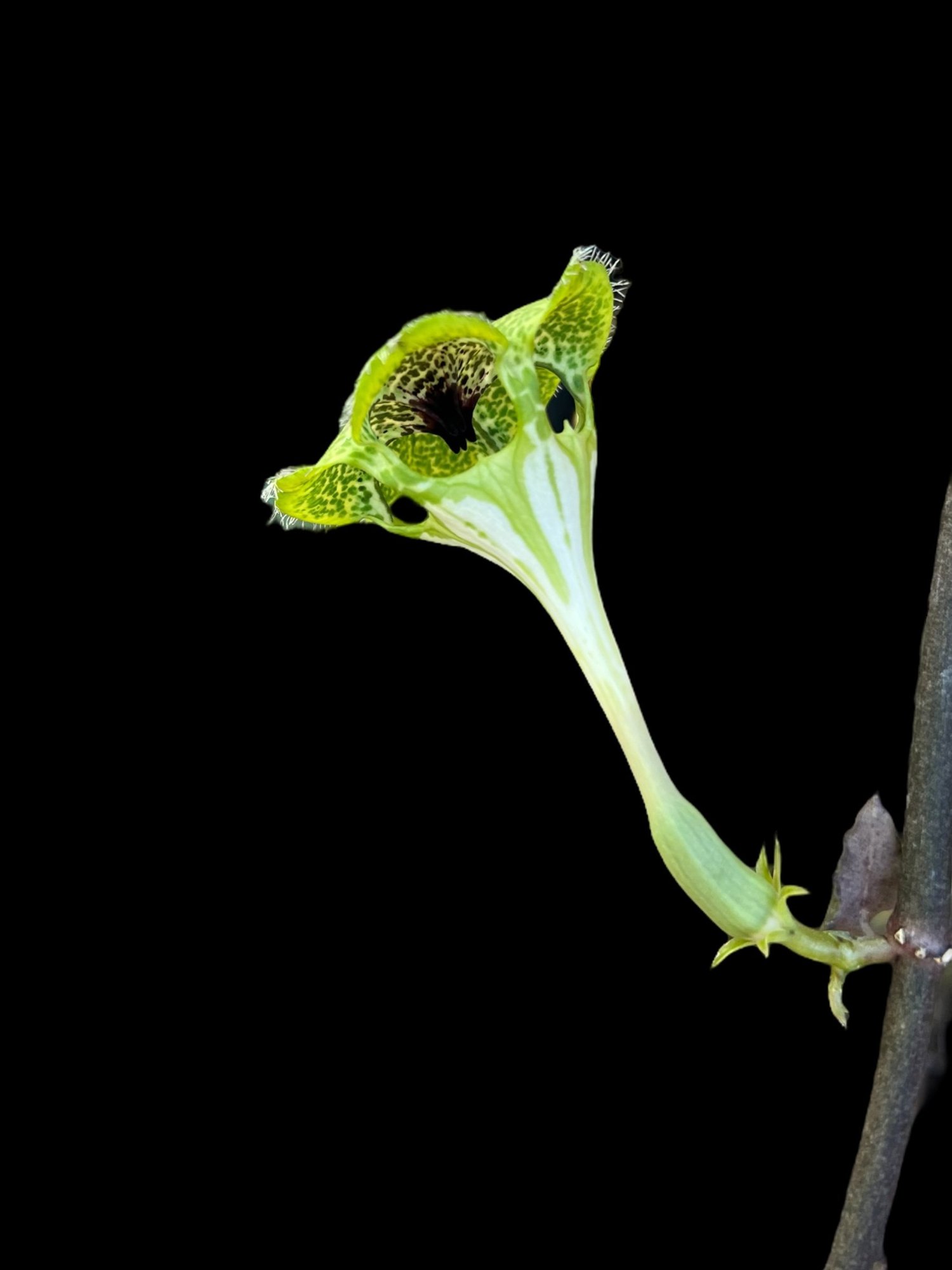 Ceropegia Sandersonii Parachute Plant | Unique & Rare Varieties |  OC  Succulents And More