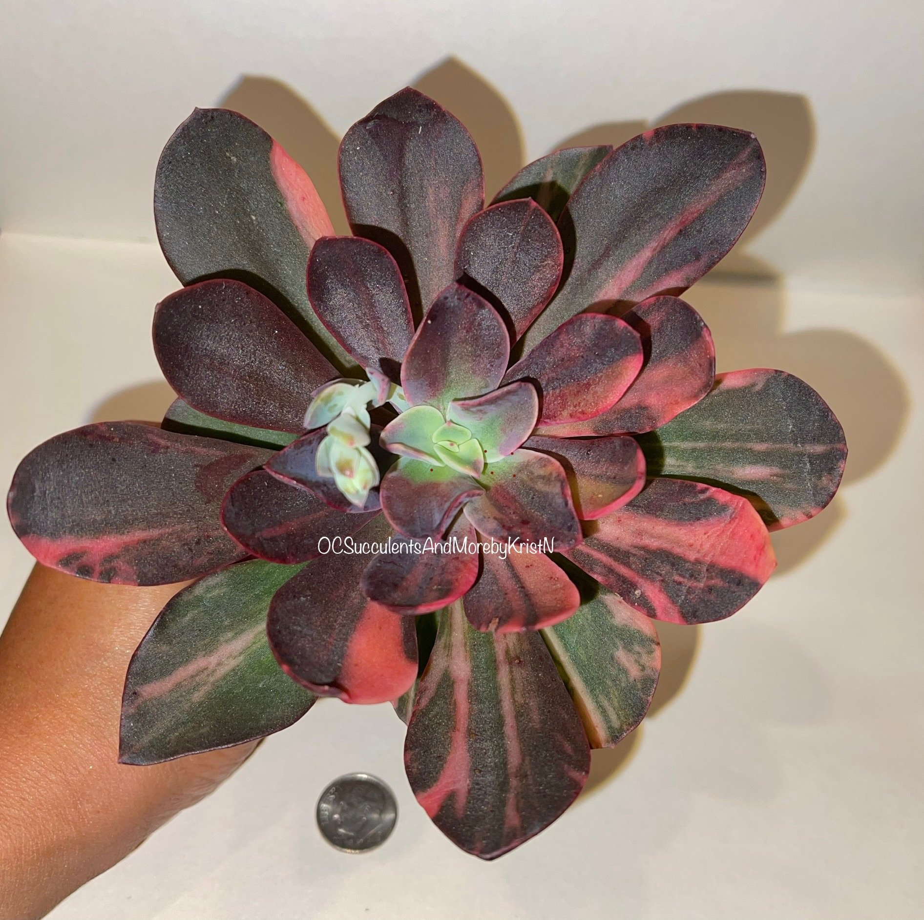 Echeveria Primadonna Variegated - OC Succulents And More