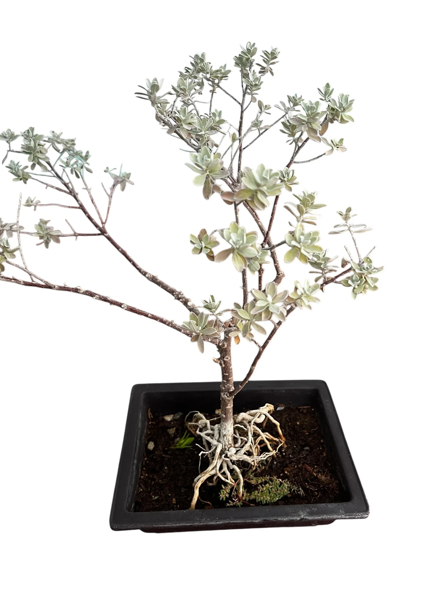 nanoblock bonsai Blissful Bonsai main image 1