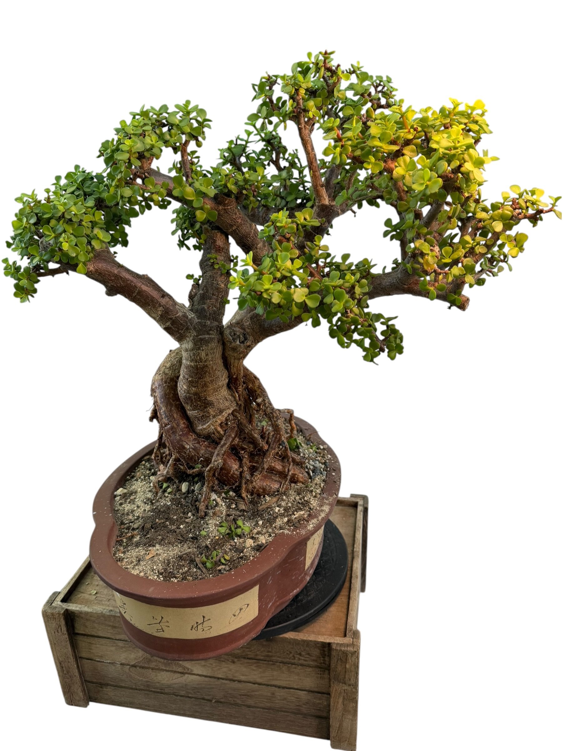 Live Portulacaria Afra | Elephant Bush Bonsai (34-inch) - view 11