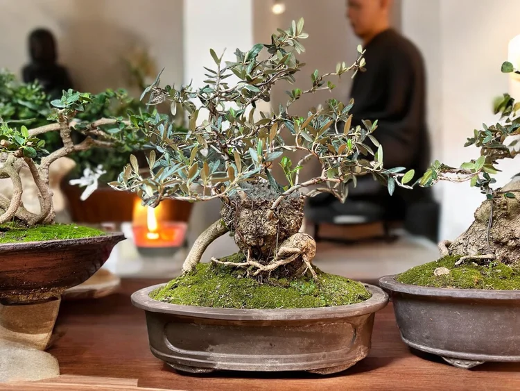 OC Succulents and More business photo