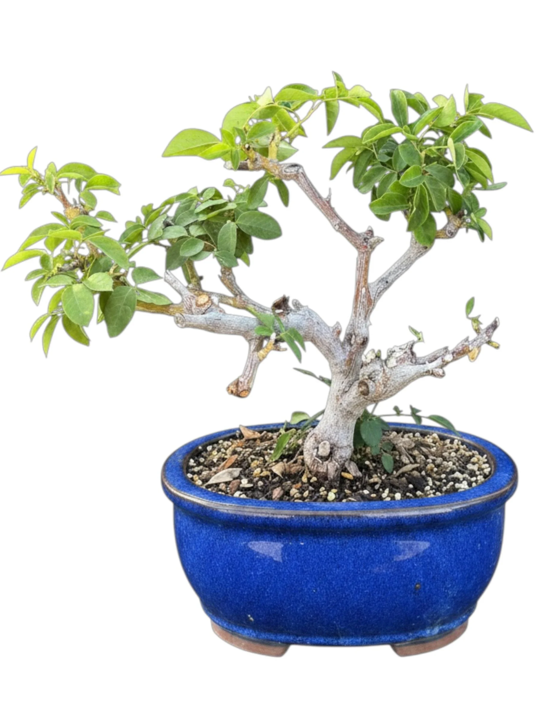Mature Rose Bonsai Tree — Miniature Flowering Shrub