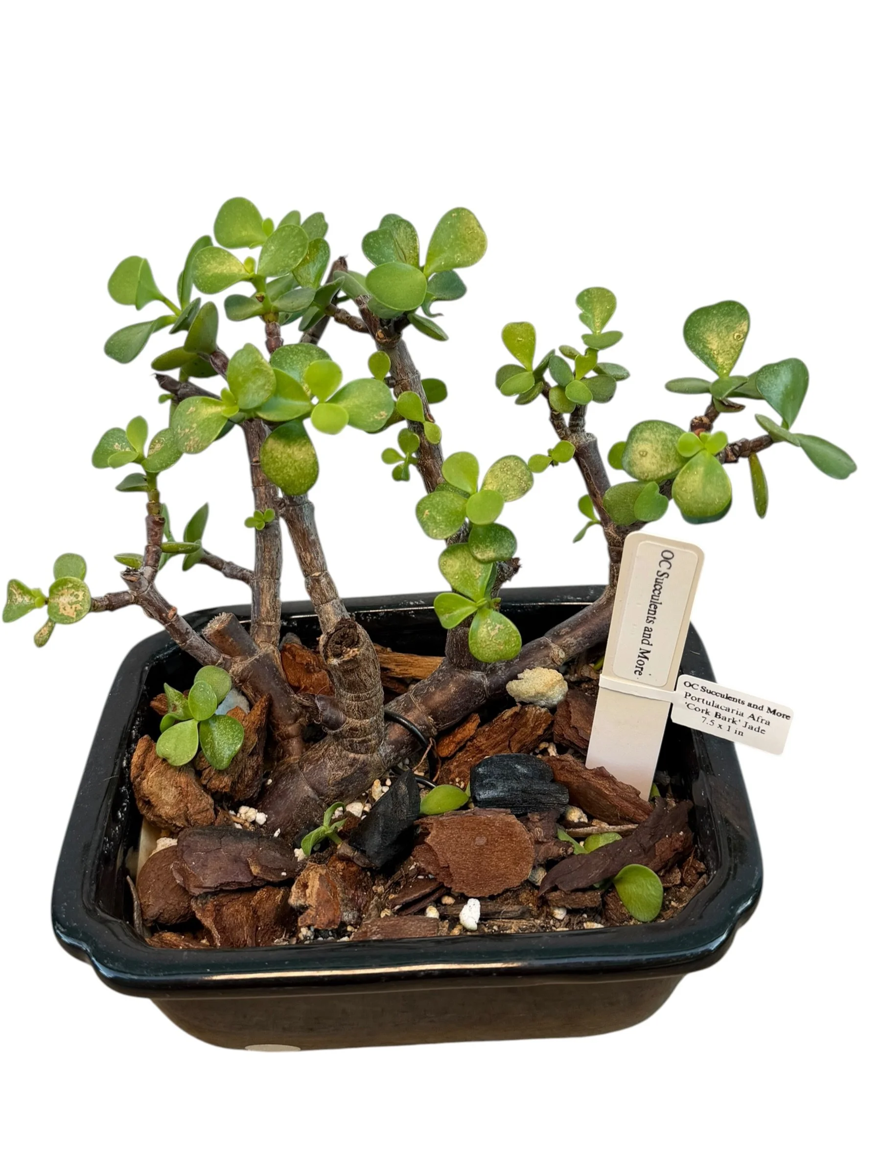Portulacaria Afra | Elephant Bush Bonsai | Multi-Trunk - view 3