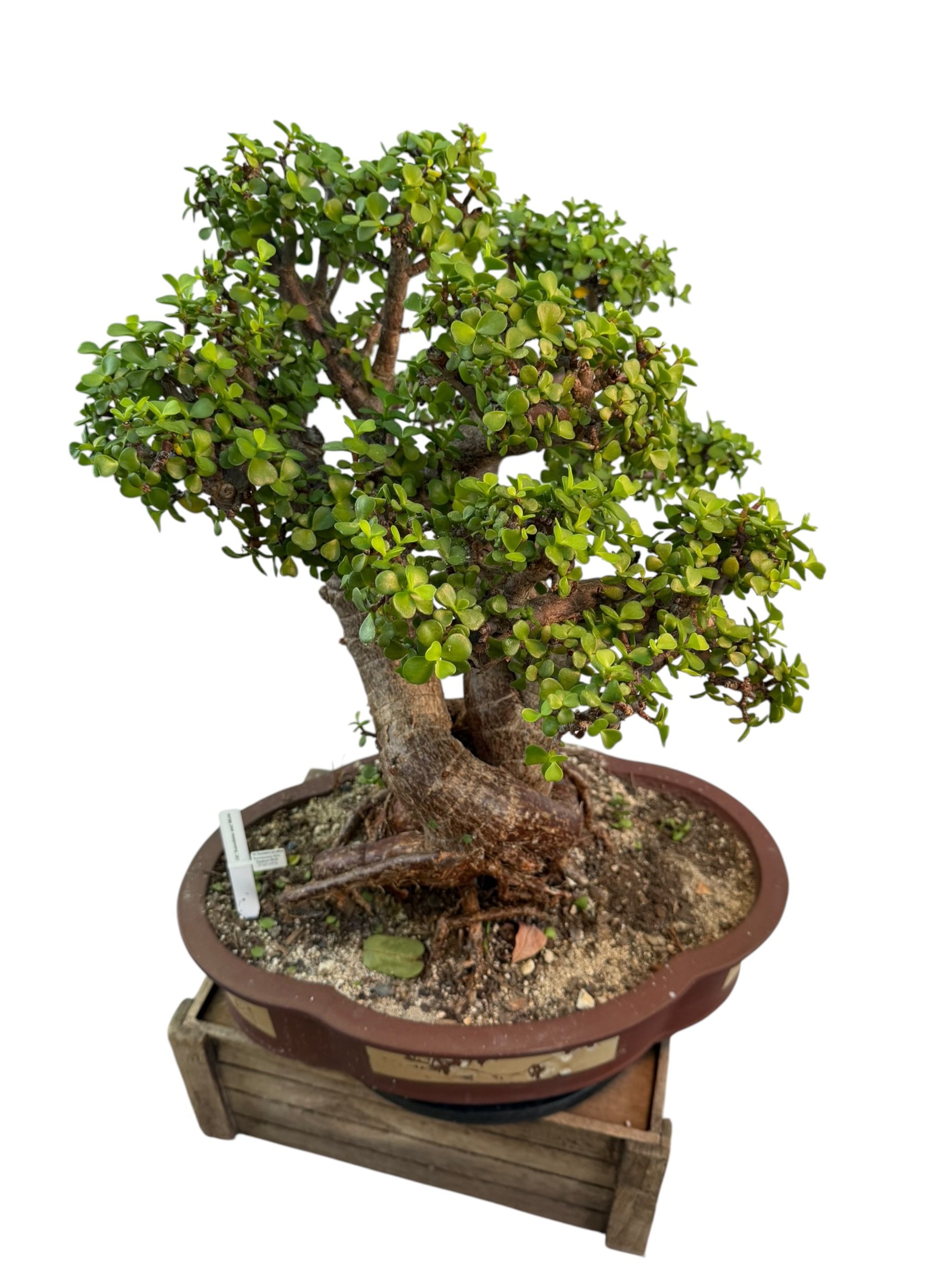 Live Portulacaria Afra | Elephant Bush Bonsai (34-inch) - view 6