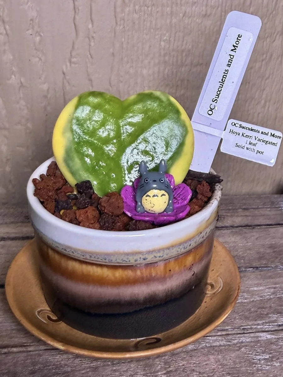 Hoya Kerrii Variegated | Sweetheart Plant | Amber Pot Totoro - view 4
