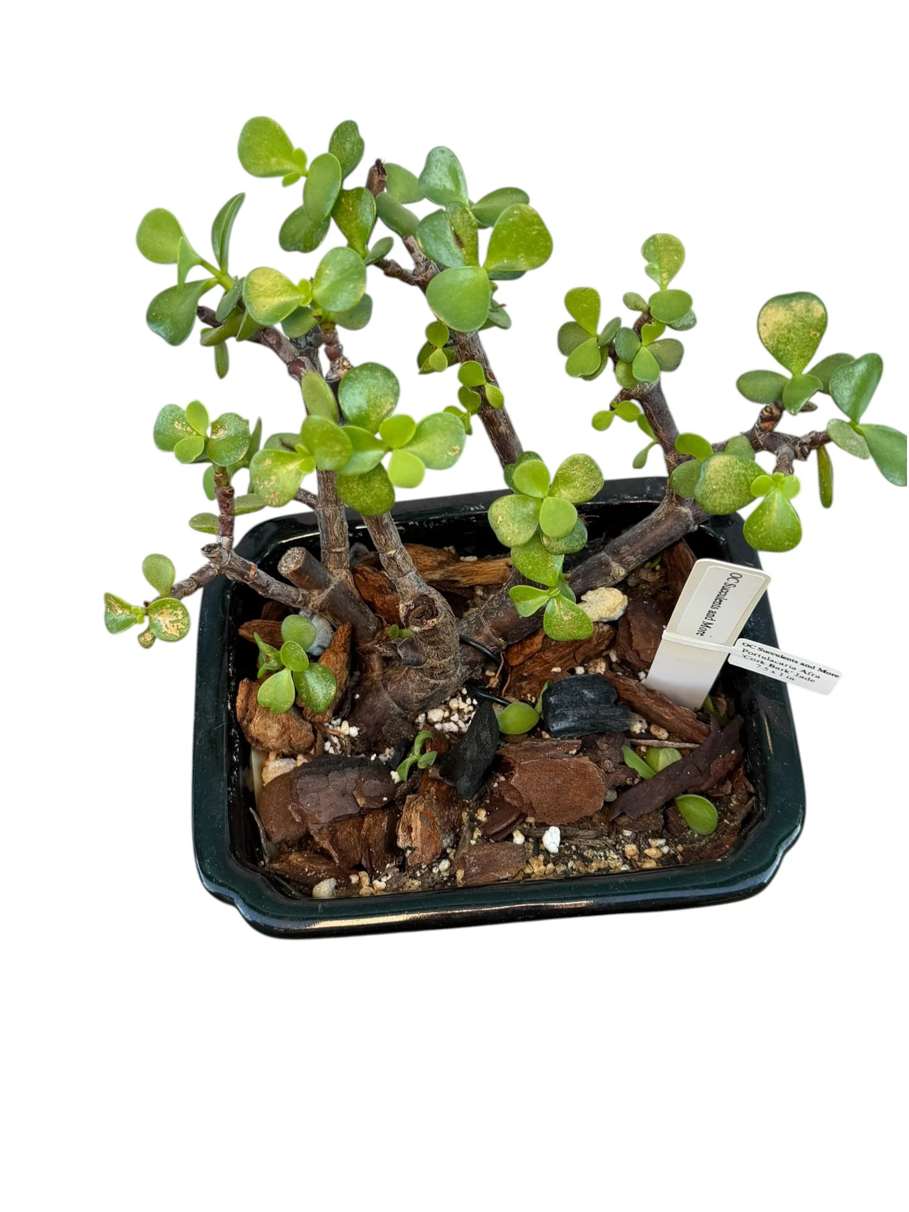 Portulacaria Afra | Elephant Bush Bonsai | Multi-Trunk