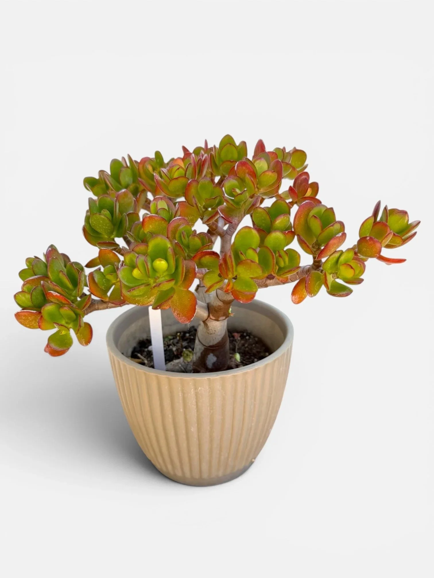 Crassula ovata 'Botany Bay' Bonsai Tree — Feng Shui Money Plant