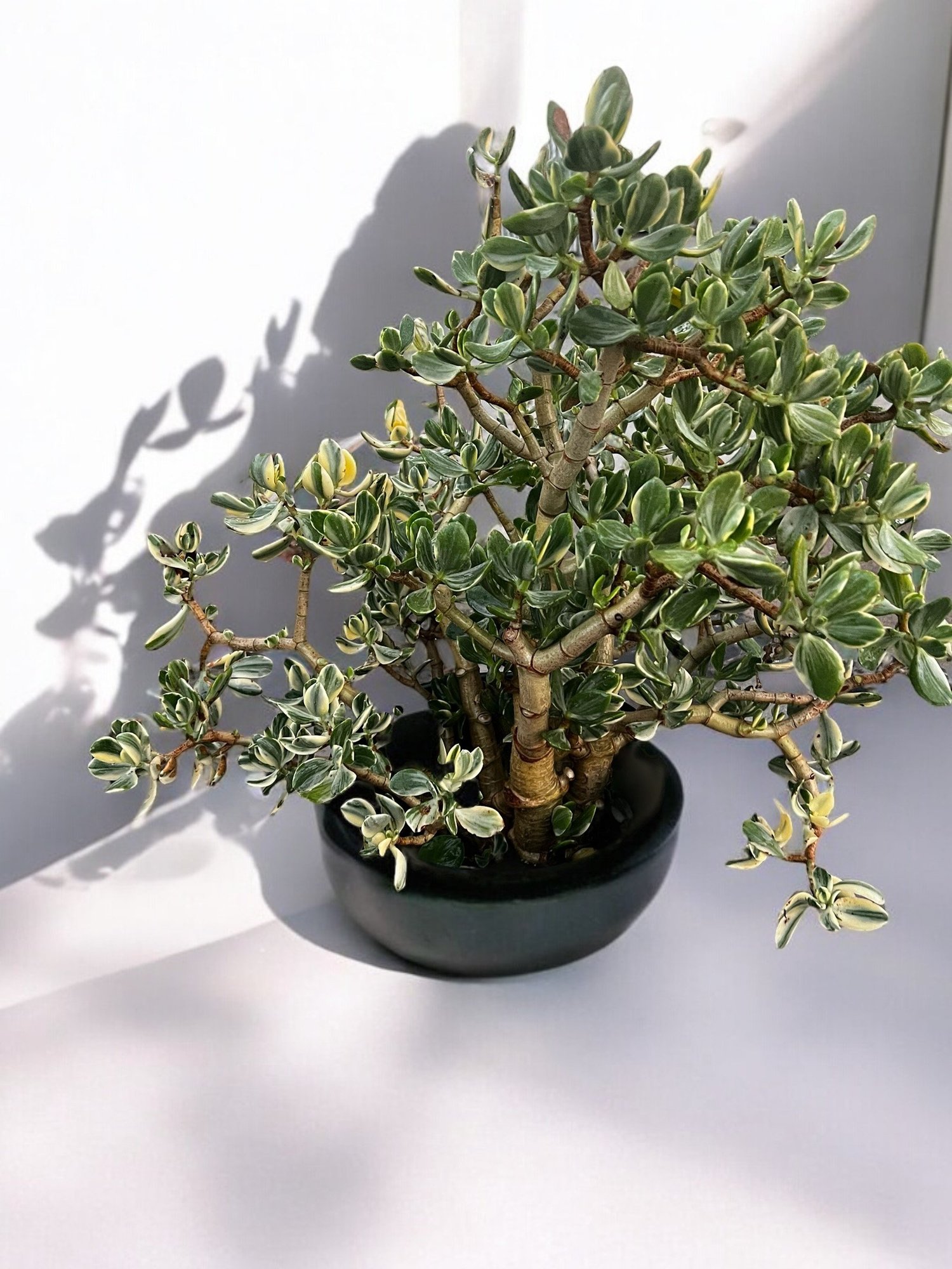 Crassula Ovata Variegated Tricolor Bonsai Tree Crassula Ovata Tricolor Jade  Tree 35 Years Old | Unique & Rare Varieties  OC Succulents And More