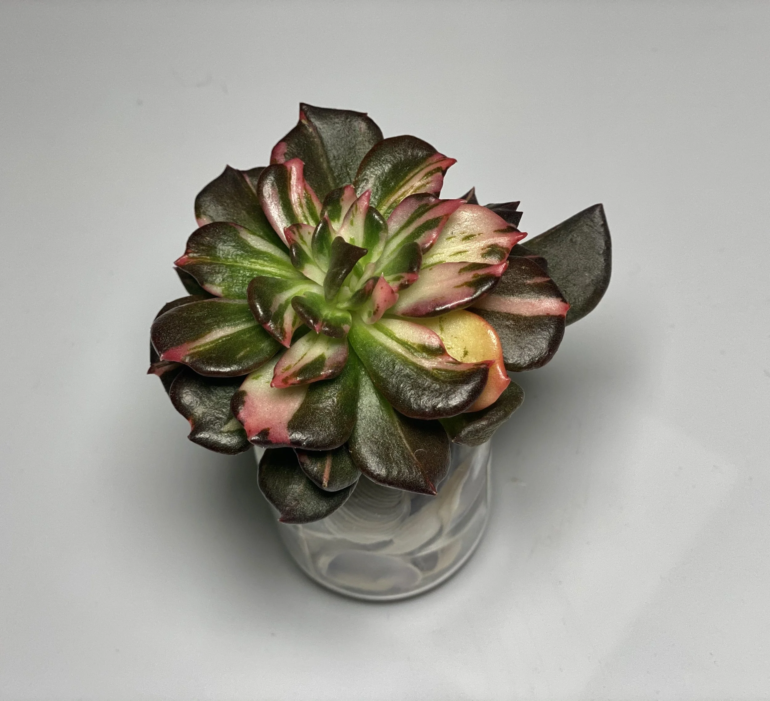 Echeveria Black Prince Variegated/Mutated- OC Succulents And More